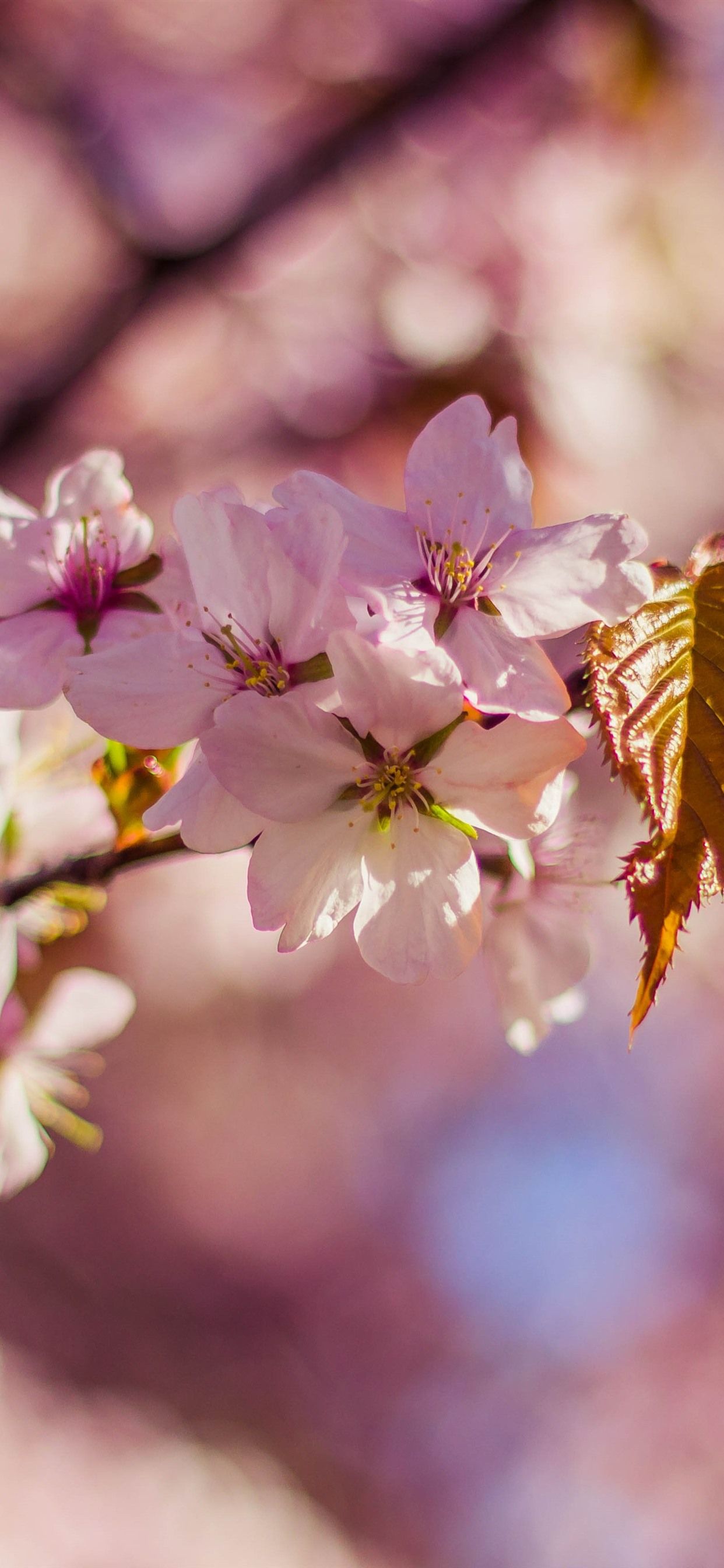 Sakura, Bloom, Spring, Leaves 1242x2688 IPhone 11 Pro XS Max Wallpaper, Background, Picture, Image