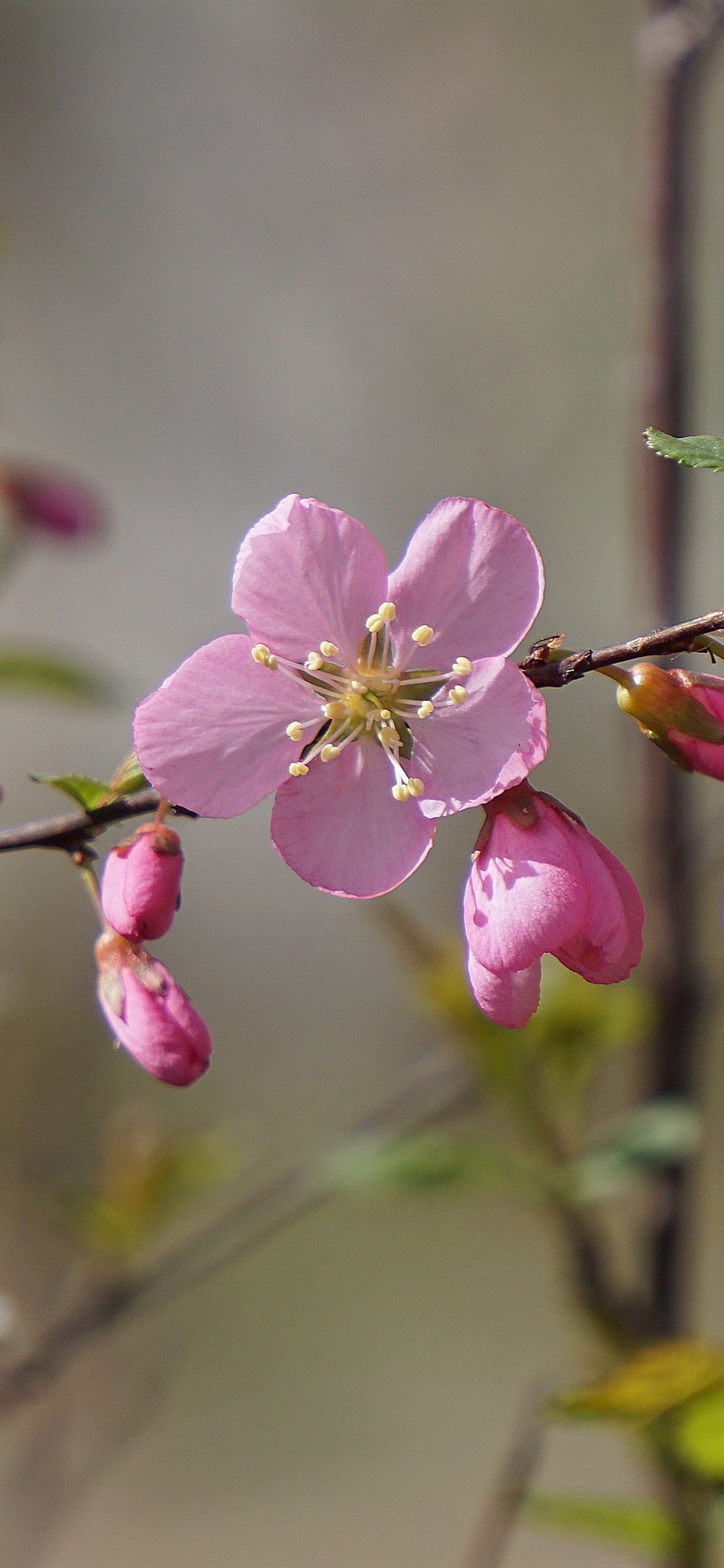 Pink Peach Flowers Bloom, Twigs, Spring 1242x2688 IPhone 11 Pro XS Max Wallpaper, Background, Picture, Image