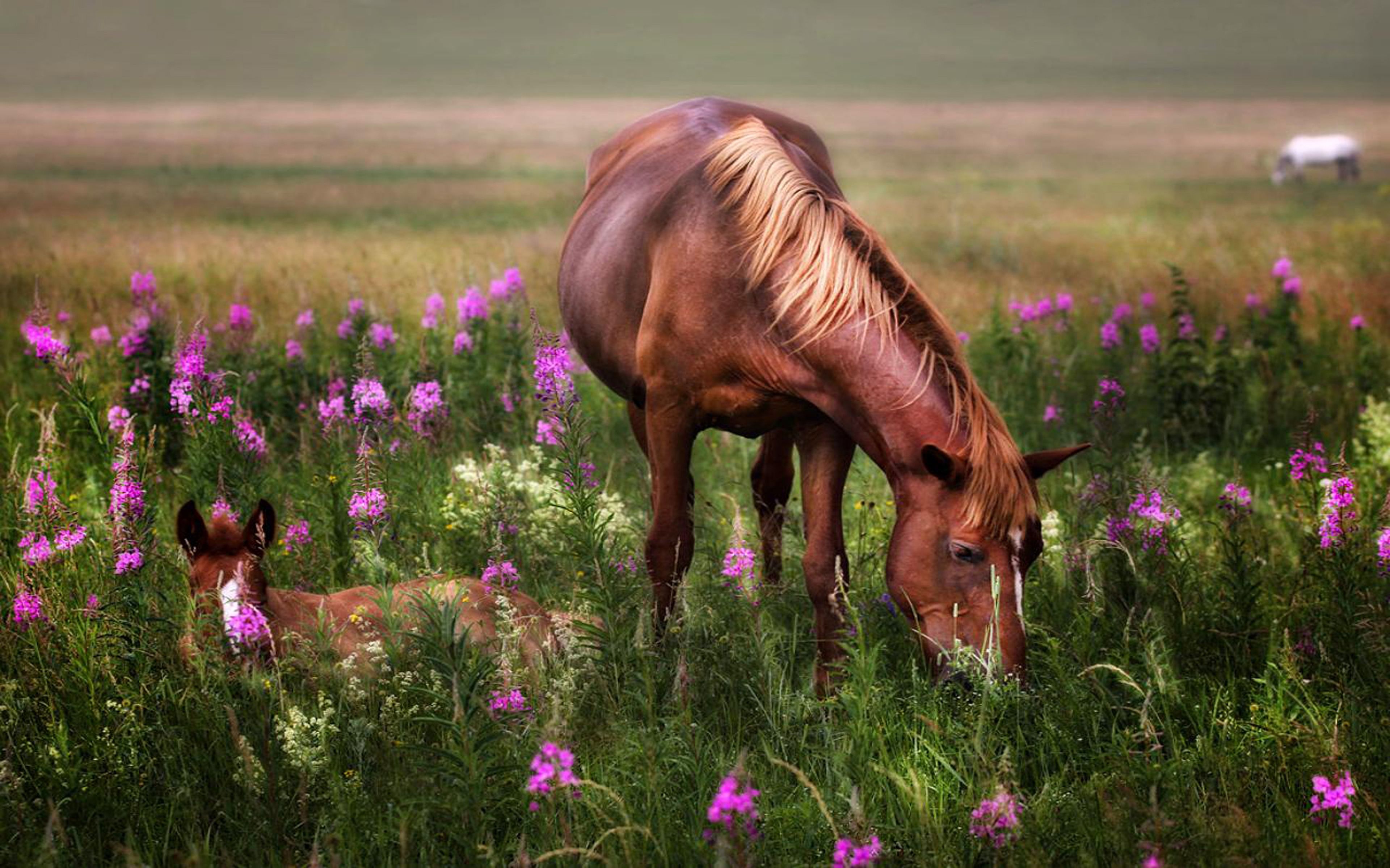 Baby Horse Spring Flowers
