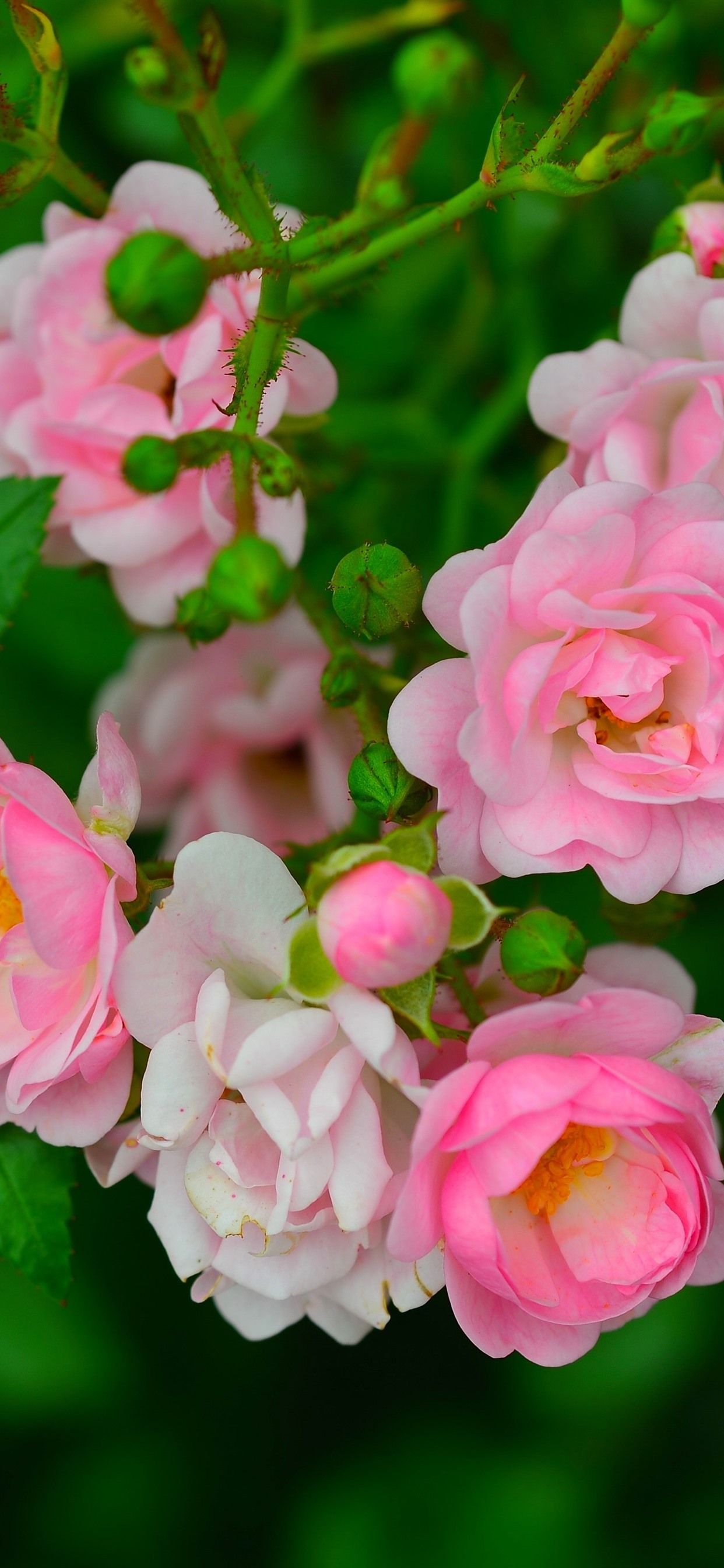 Some Pink Roses, Green Leaves, Spring 1242x2688 IPhone 11 Pro XS Max Wallpaper, Background, Picture, Image