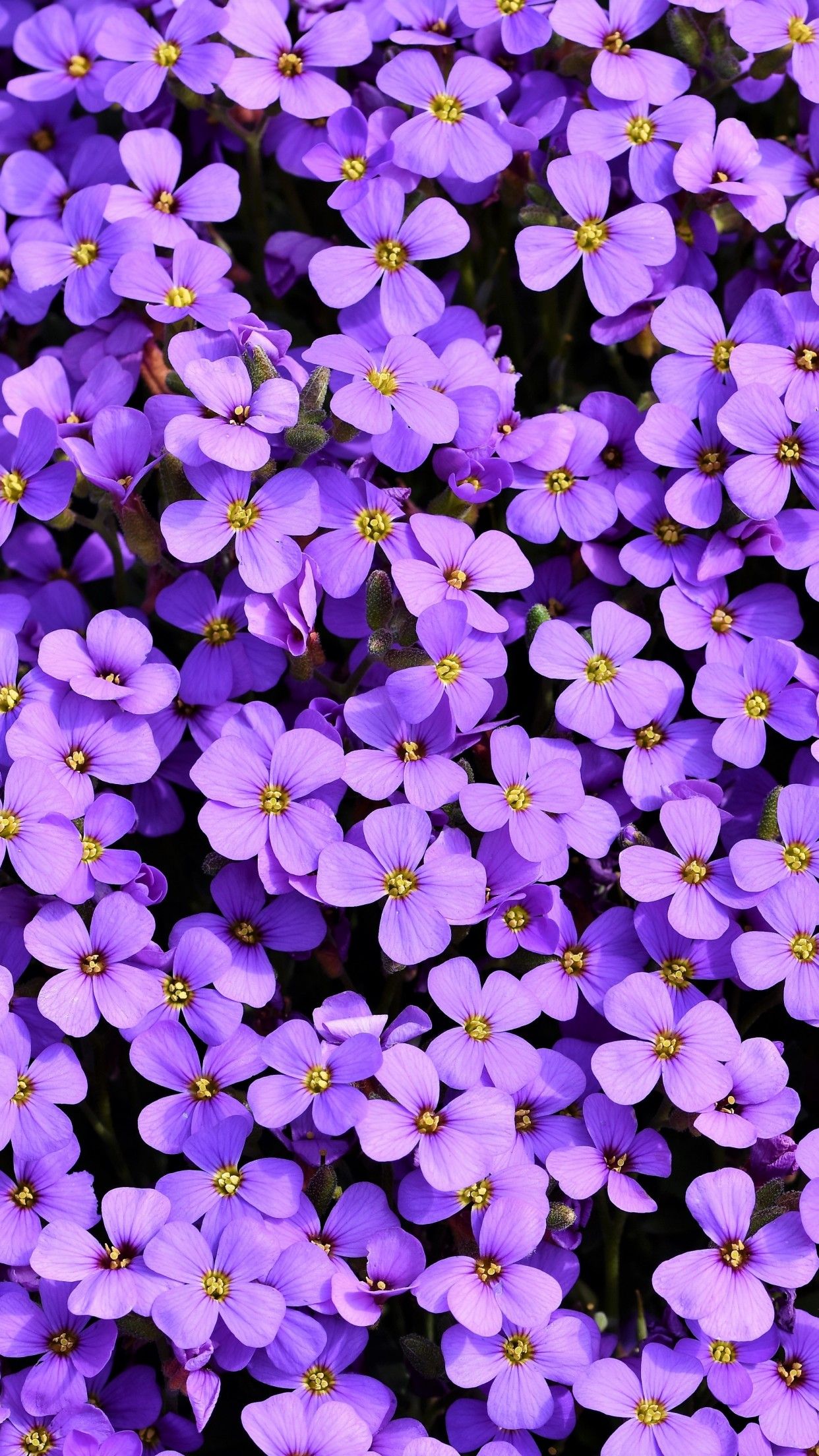 Aubrieta 4K Wallpaper, Violet flowers, Blossom, Spring, Bloom, Purple, Floral Background, Flowers