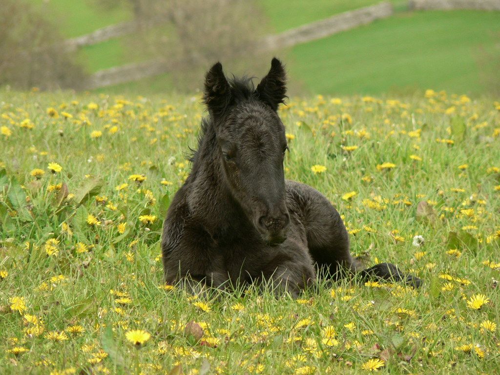 Spring Foal