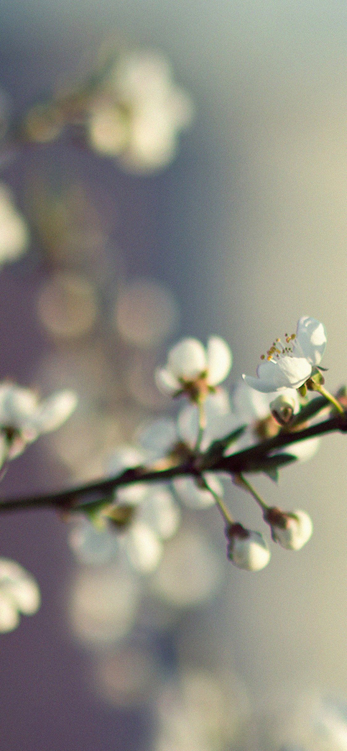 Spring flower bokeh iPhone X Wallpaper Free Download