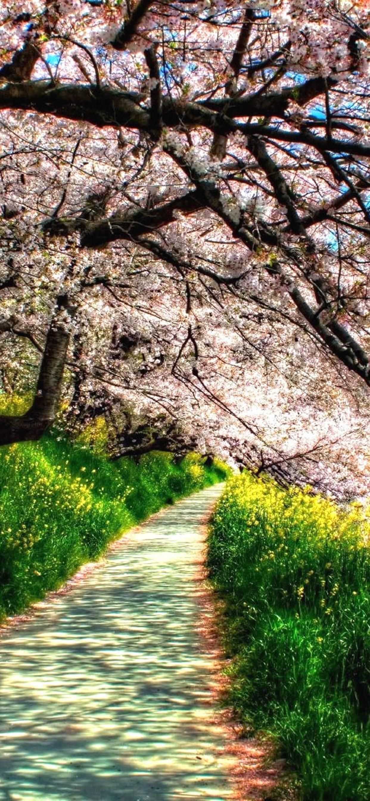 Path under the blossom trees spring wallpaper