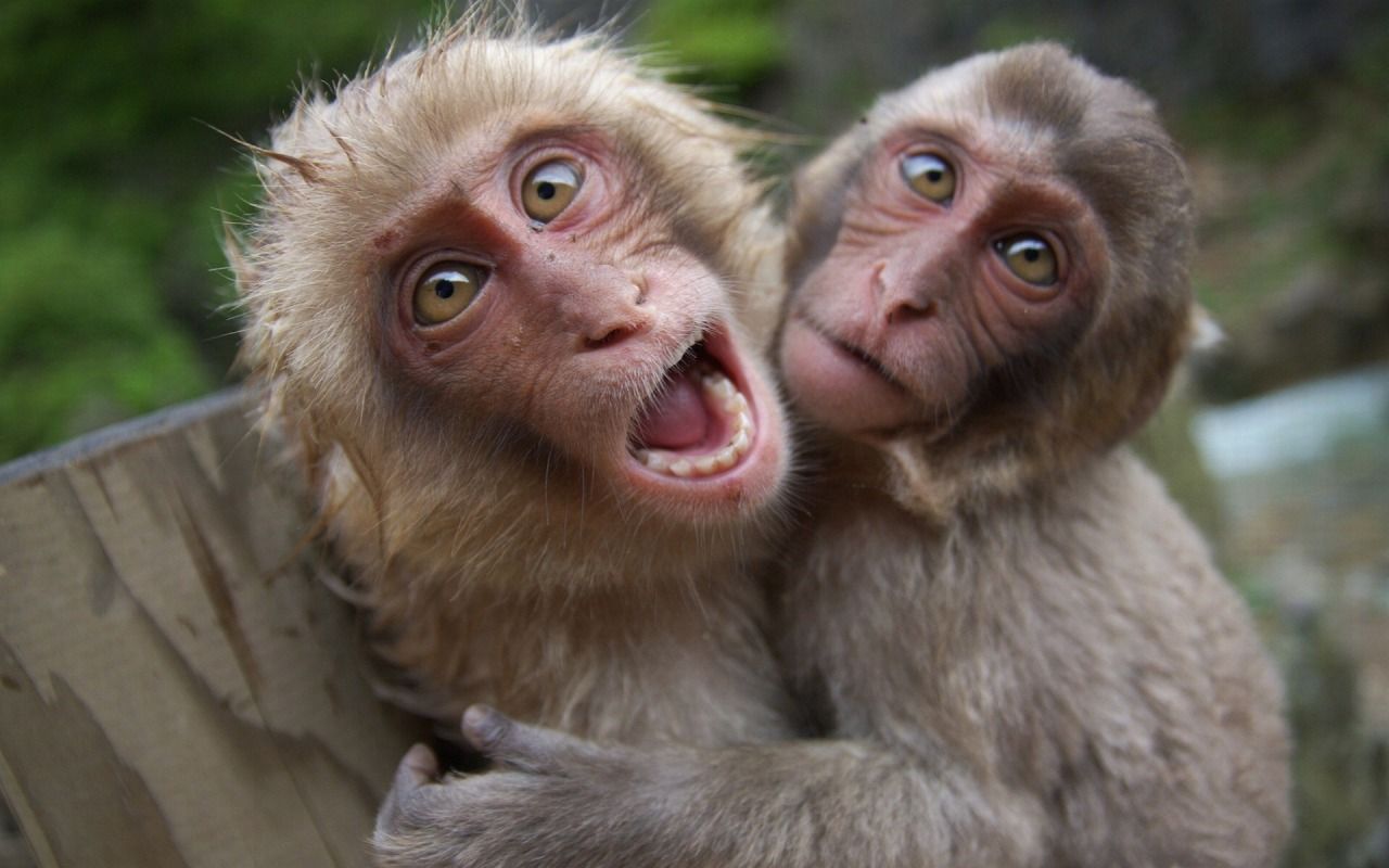 faz3az: Love monkeys