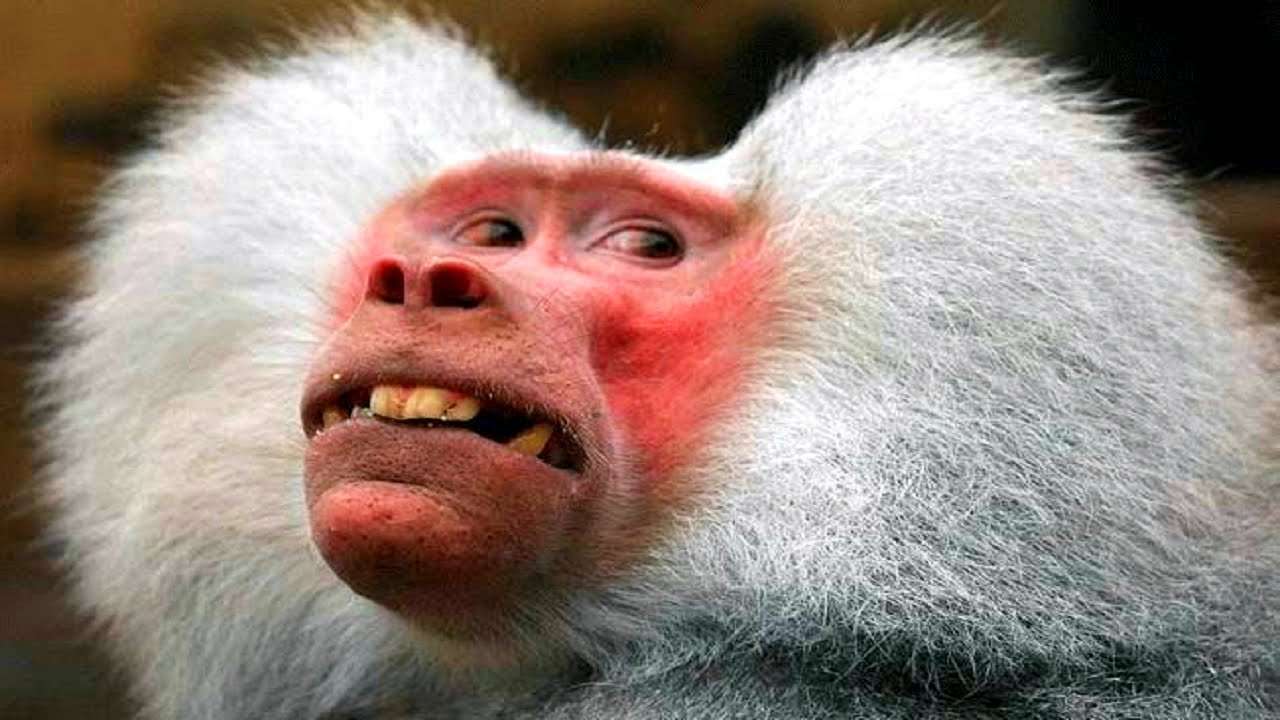 Weird Monkey Photo