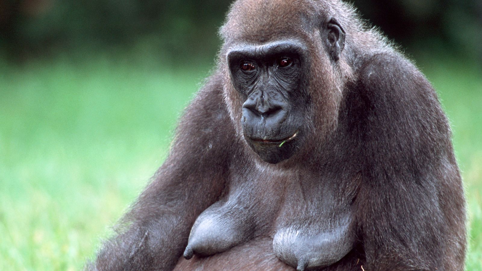 Ugly female monkey with drooping breasts