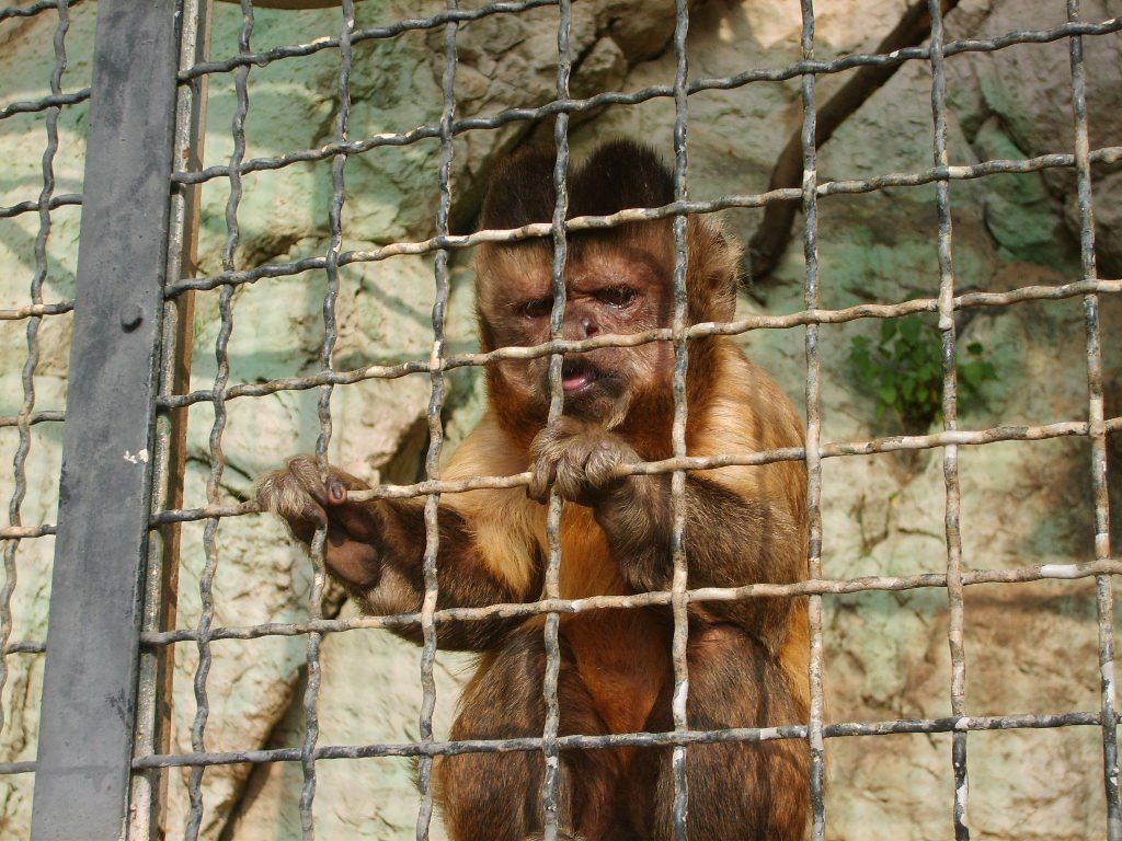 Ugly Overload: Jailed Monkey