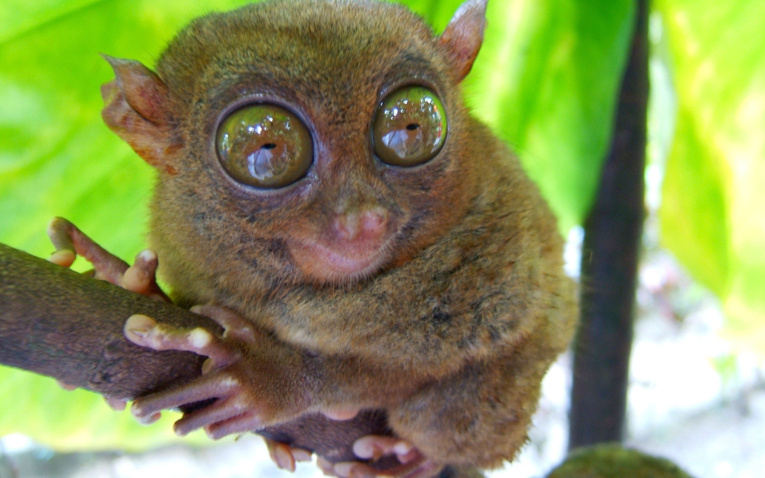 Free screensaver tarsier. Tarsier, Mammals, Animals