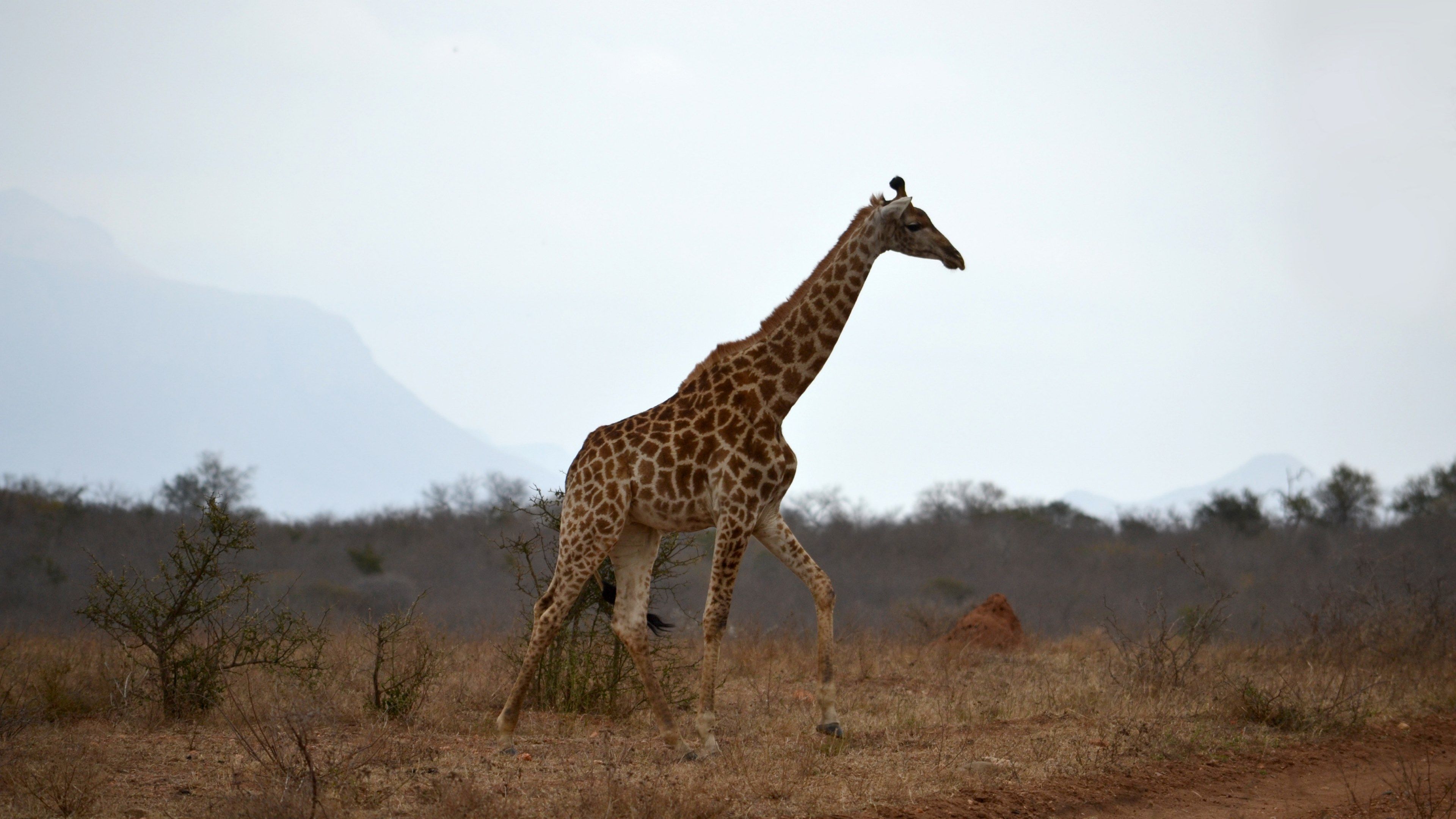 Wallpaper / giraffe with the drakensberg mountains behind 4k wallpaper