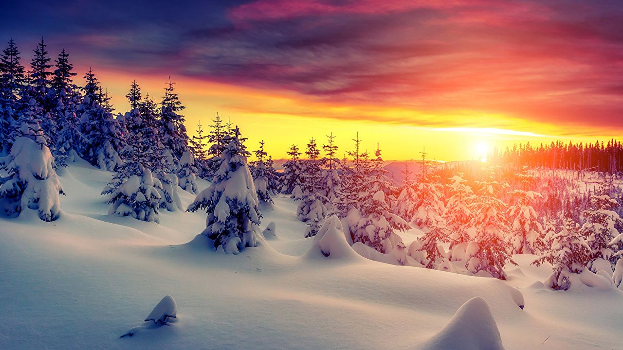 Photos Winter Spruce Nature Snow Sunrises and sunsets