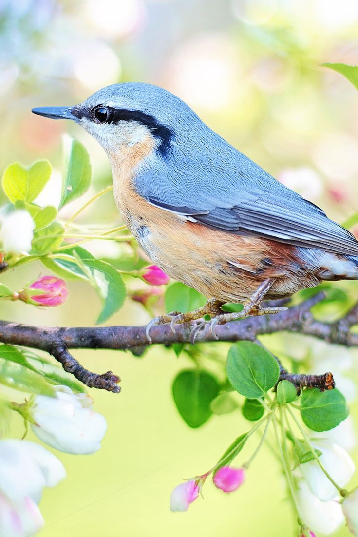 A cute spring bird on the branch #cute #bird #spring #cuteanimals #TheWorldIsGreat. Spring animals, Cute animals, Pet birds
