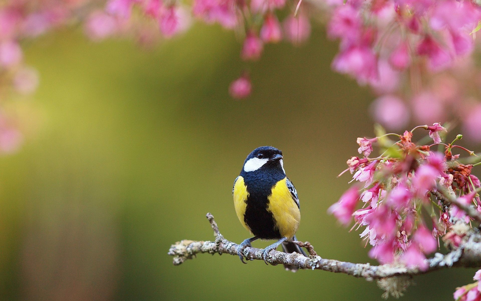 Spring Flowers And Birds HD 1080p 12 HD Wallpaper Bird HD Wallpaper