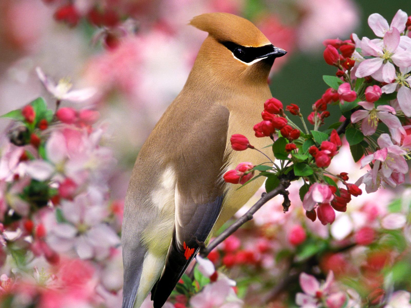 Spring. Beautiful bird wallpaper, Bird wallpaper, Cute birds