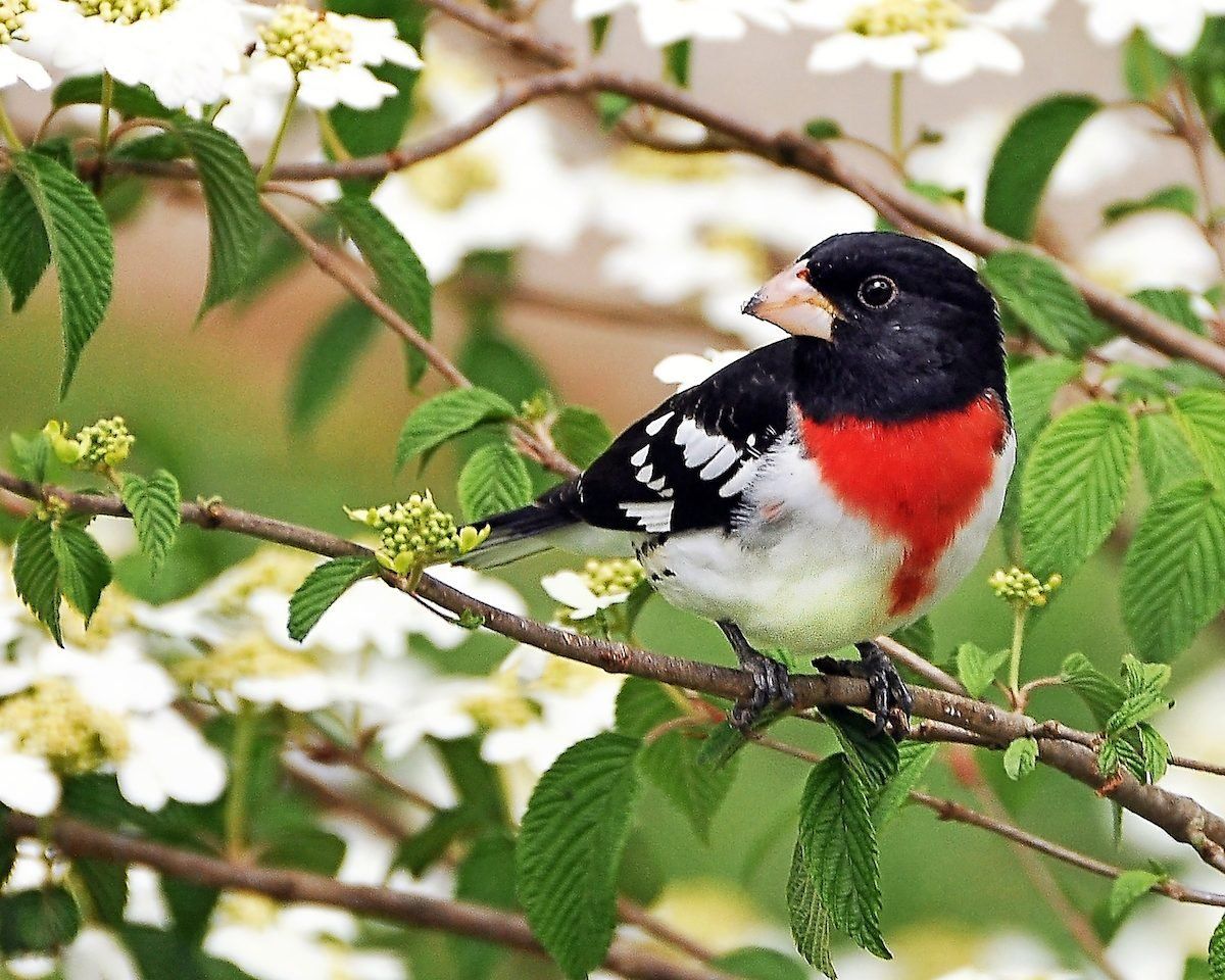 The 51 Best Spring Bird Picture Ever and Blooms