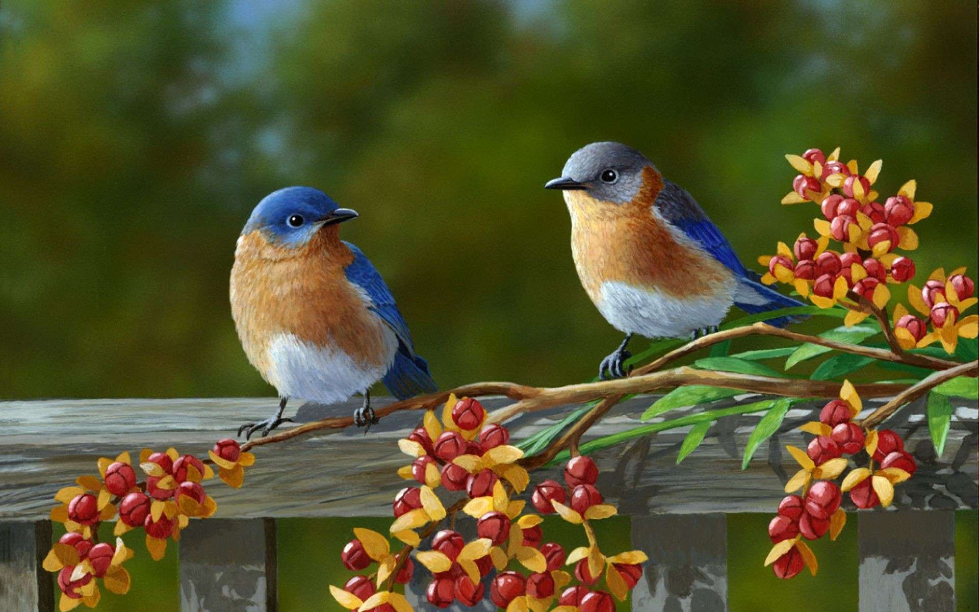 Cute Wallpaper Nature Birds Image