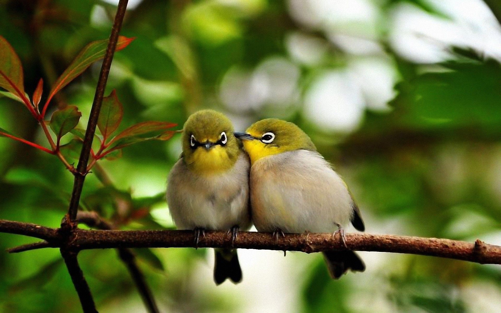 High Quality Adorable Picture of Birds Wallpaper. Full HD Picture