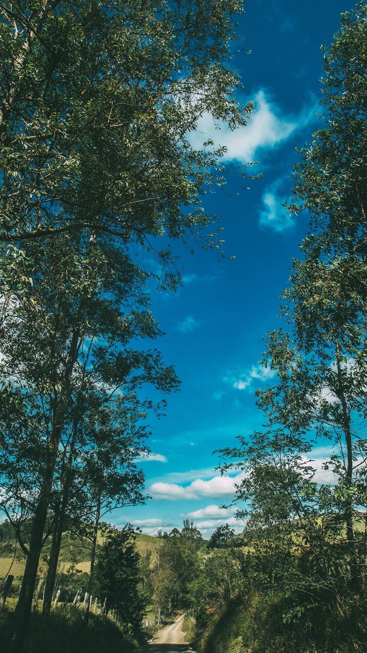 Summer Road Trees Sky Sunny Summer Vibes iPhone 8 Wallpaper Free Download