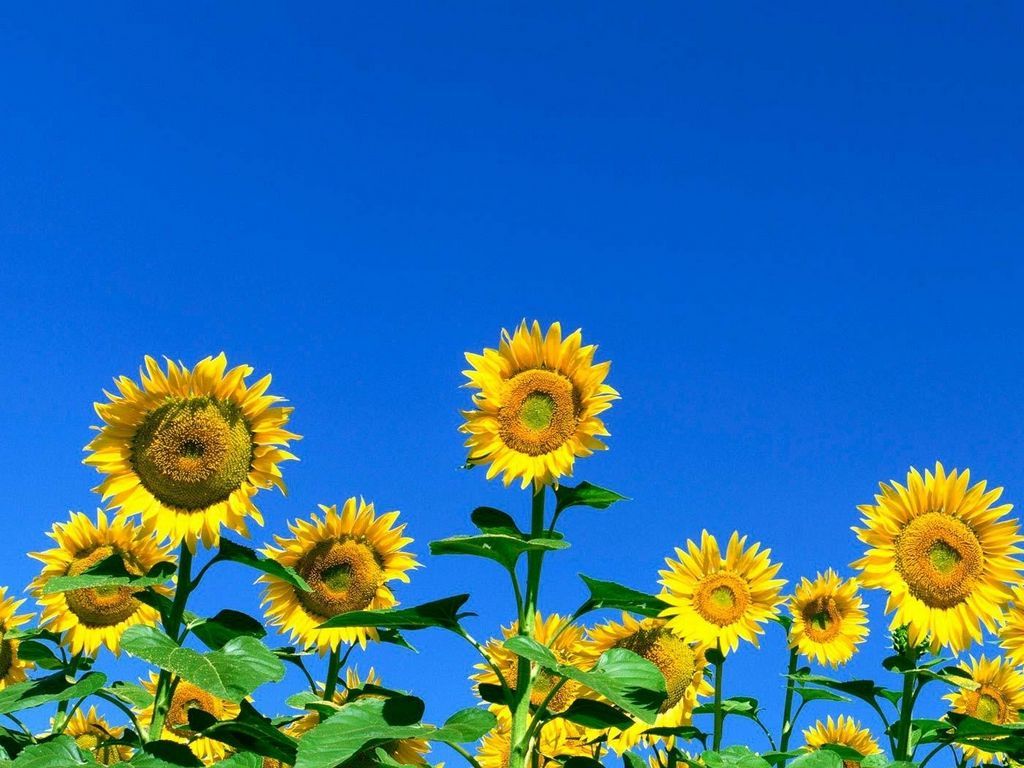 Download wallpaper 1024x768 sunflowers, field, sky, summer, sunny standard 4:3 HD background