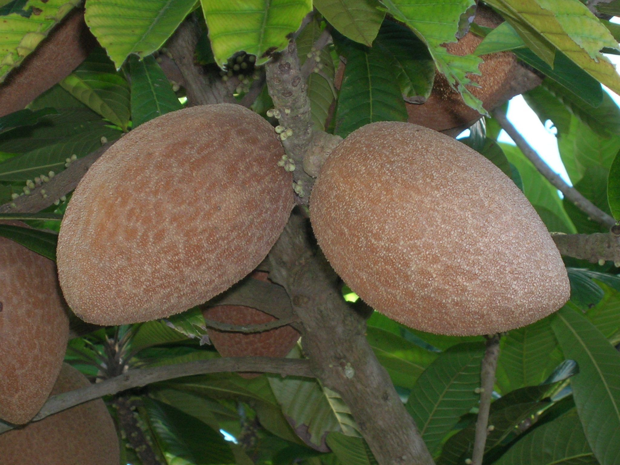 Pouteria sapota (Mamey Sapote12) Lyons Nursery, Inc