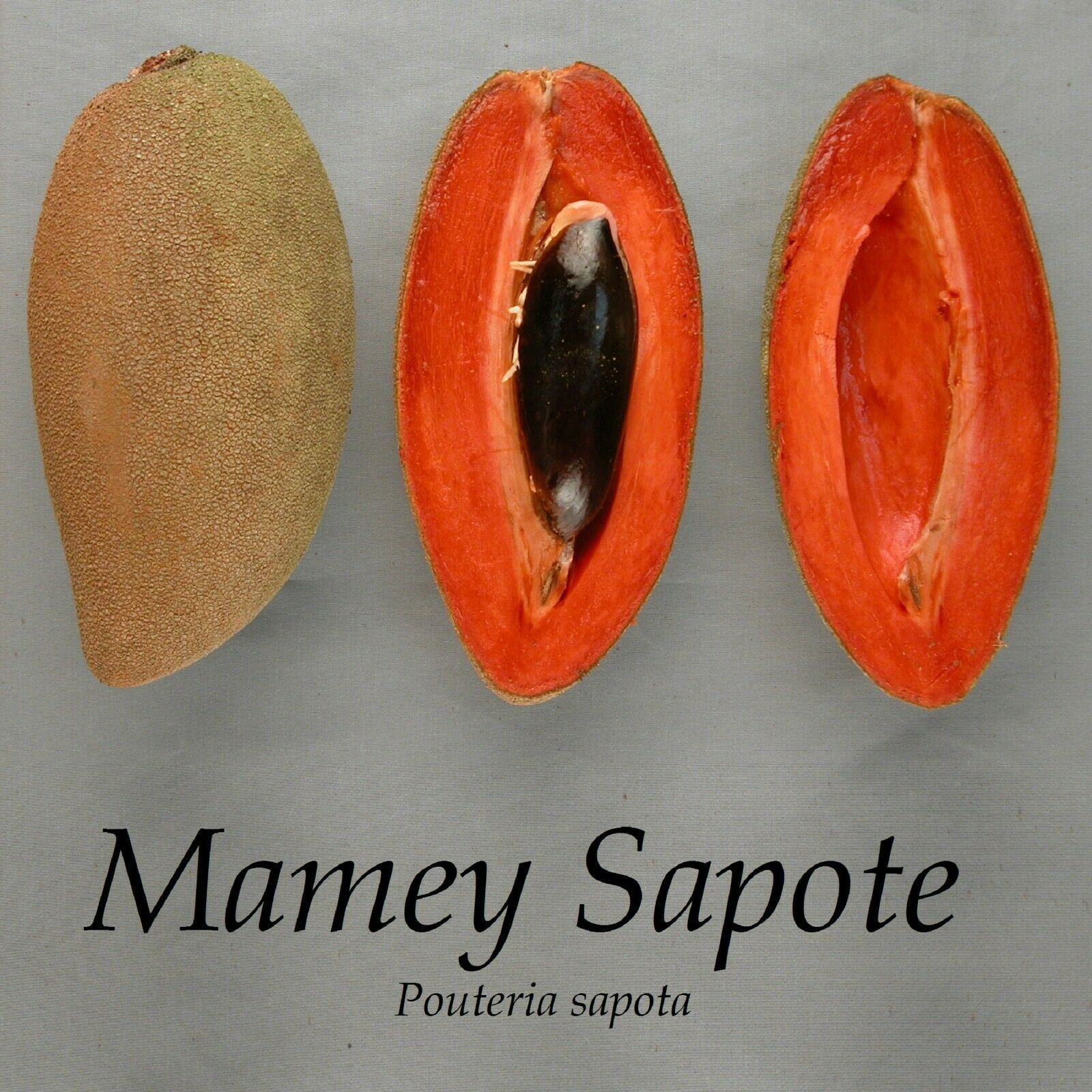 Mamey Sapote Pouteria sapota Magana Live sml potd plant