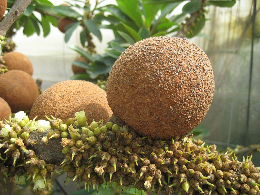 Pouteria Sapota. Vivero La Cosma, Bajamar Tenerife