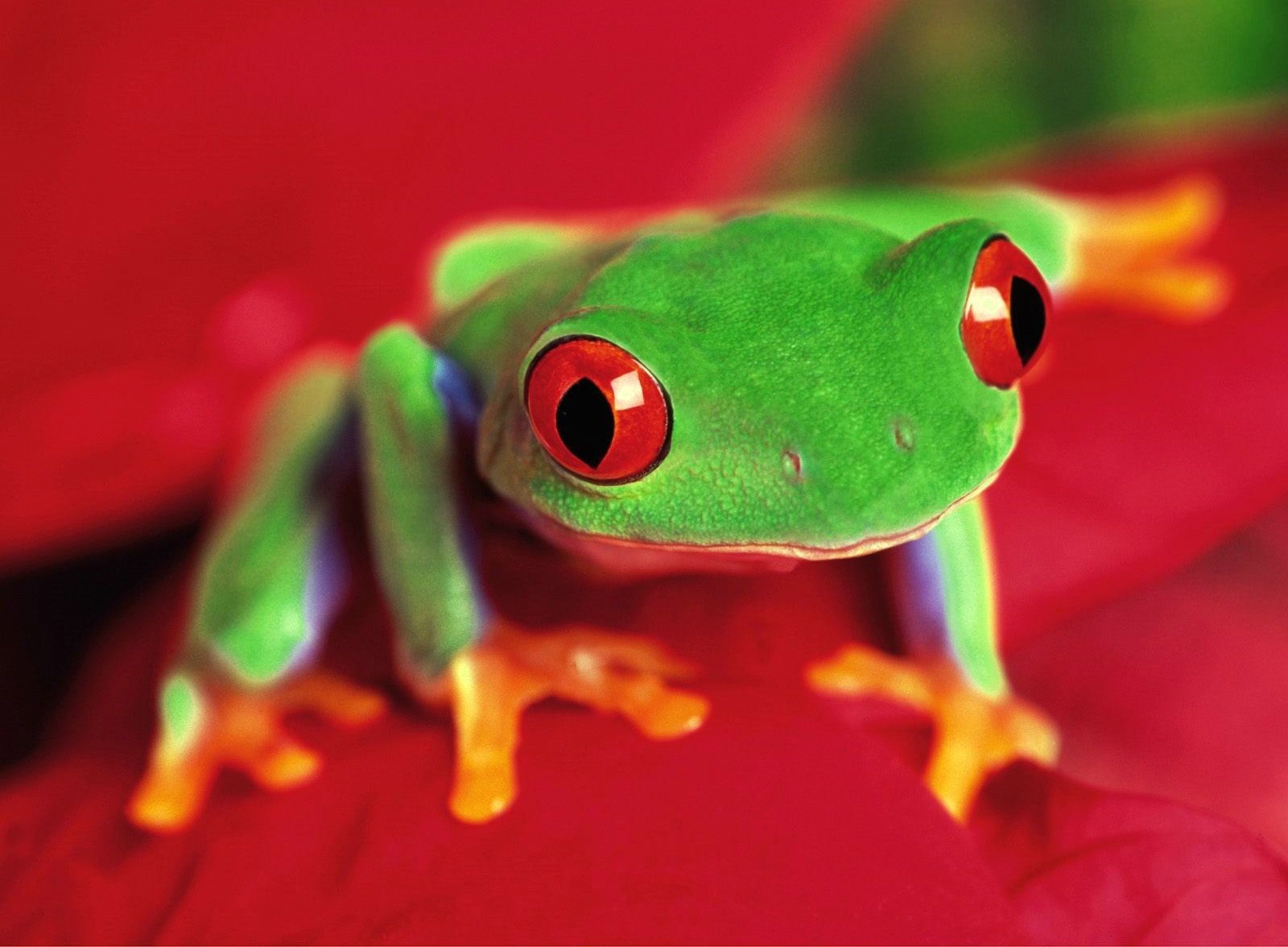Frog Beautiful Skin Colors Cute and Docile