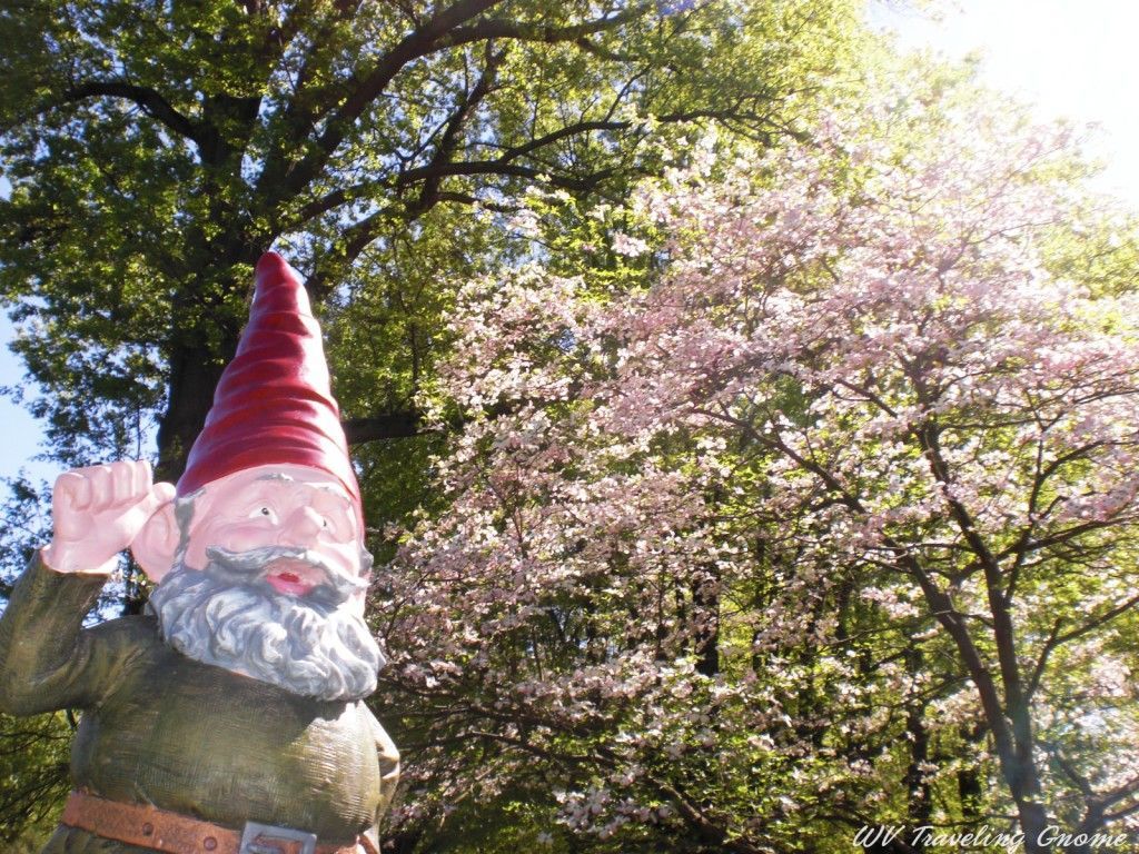Traveling Gnome of WV