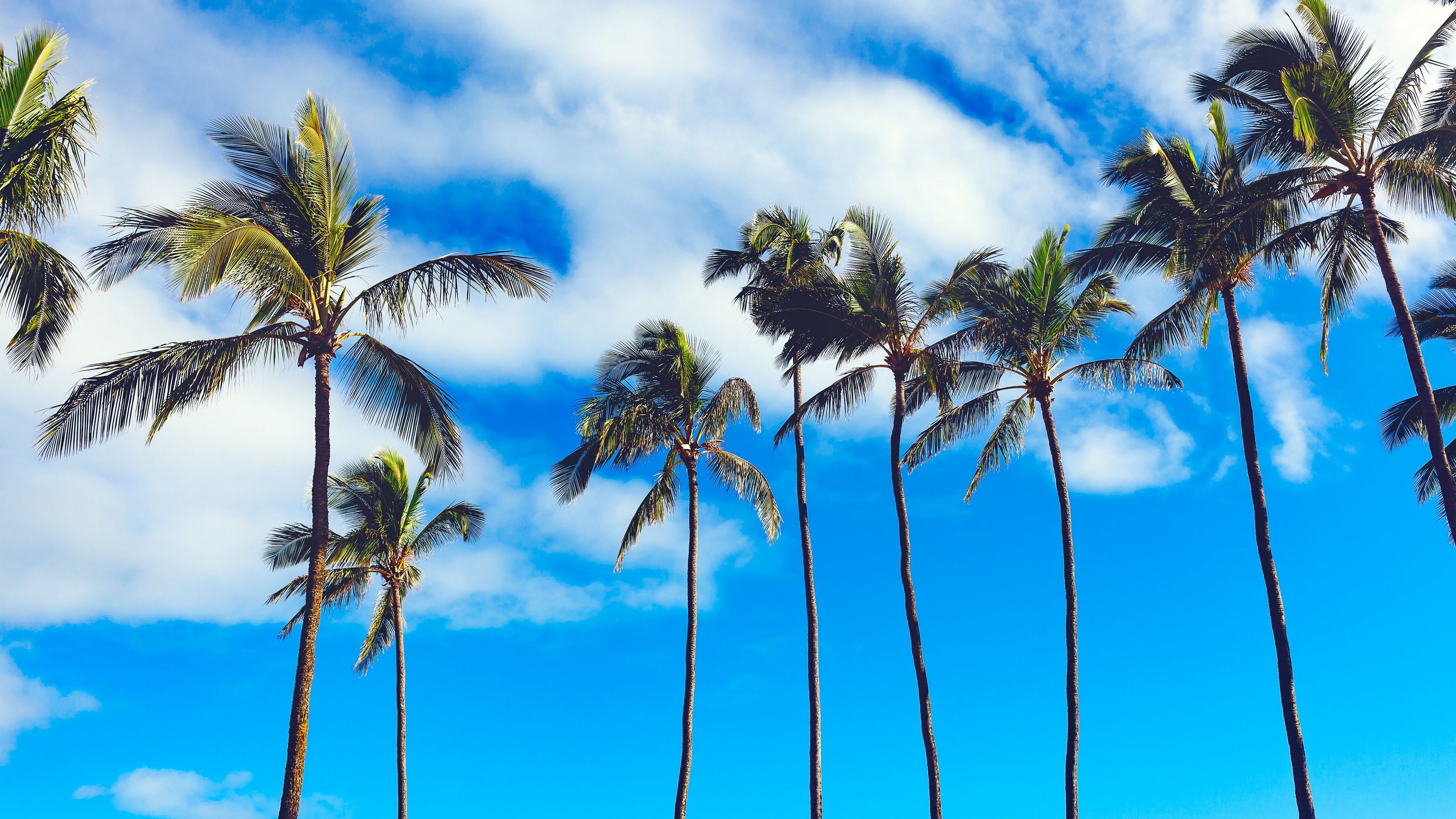 palms, trees, summer, sky 4k Trees, Summer, palms. Nature, Palm trees, Background