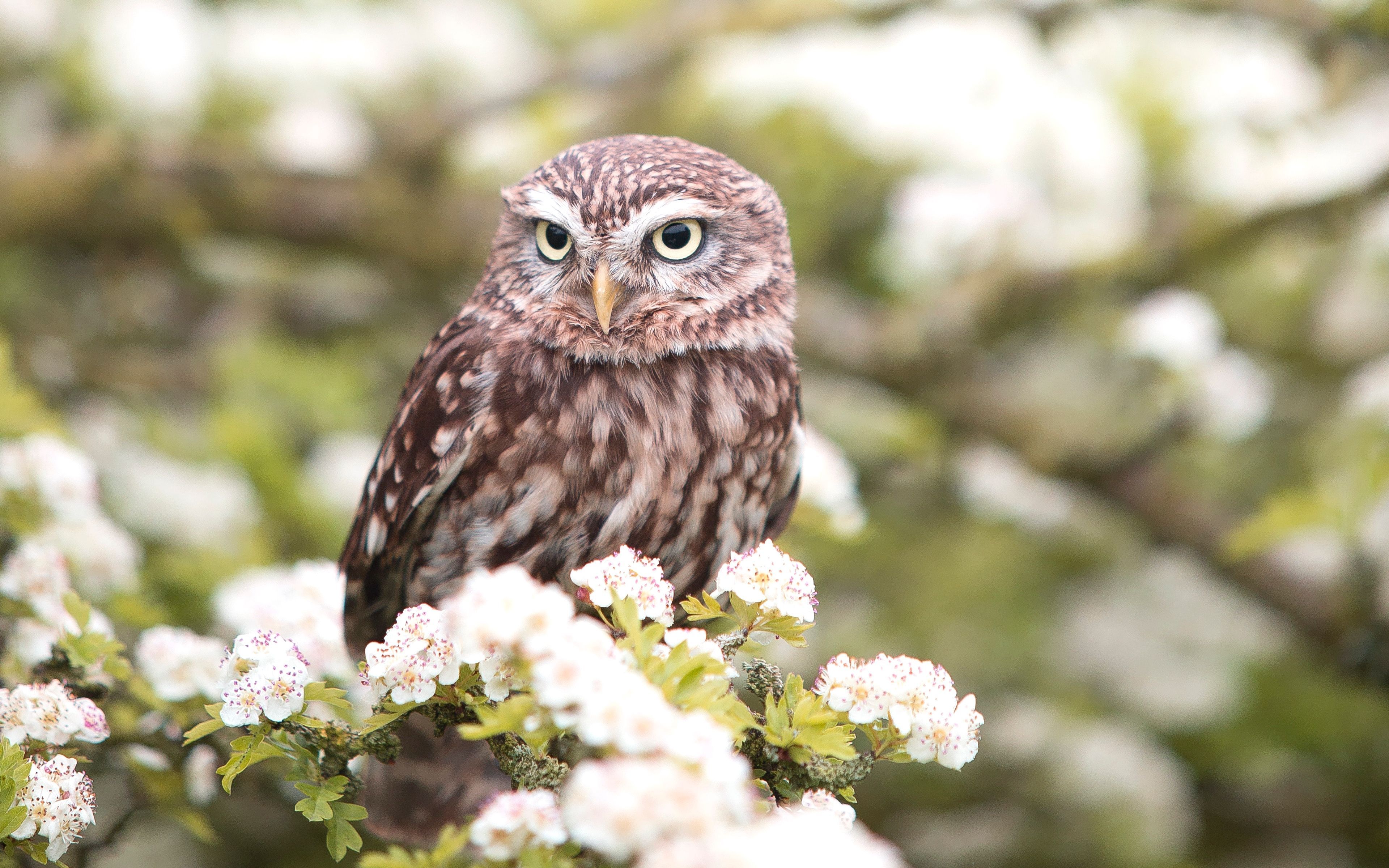 Spring Owl Wallpaper Free Spring Owl Background