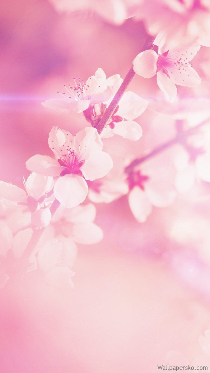 cute spring wallpaper iphone, HD Wallpaper Download