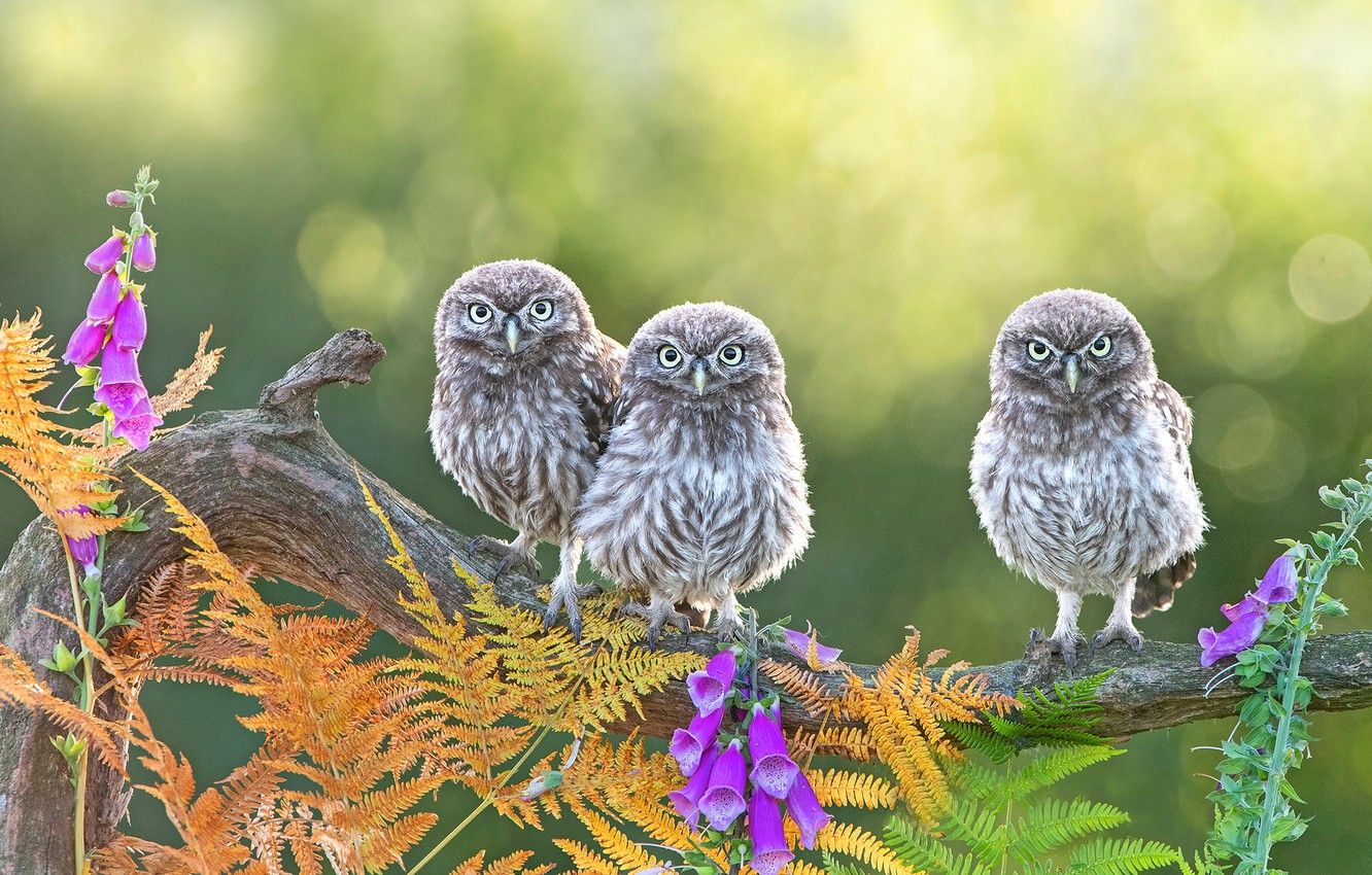 Summer Owl Wallpapers Wallpaper Cave
