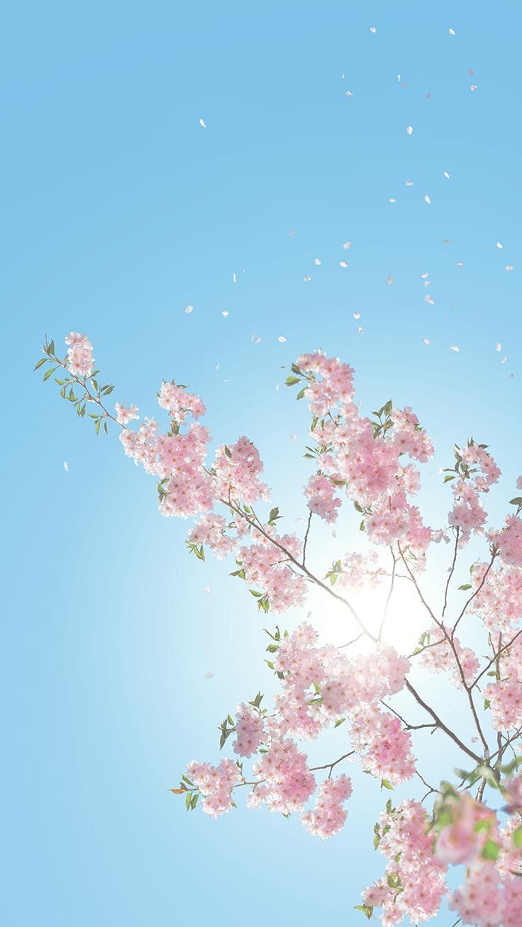 Cherry blossom iphone full hd wallpaper