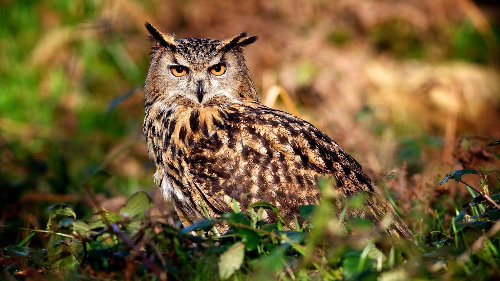 Summer Owl
