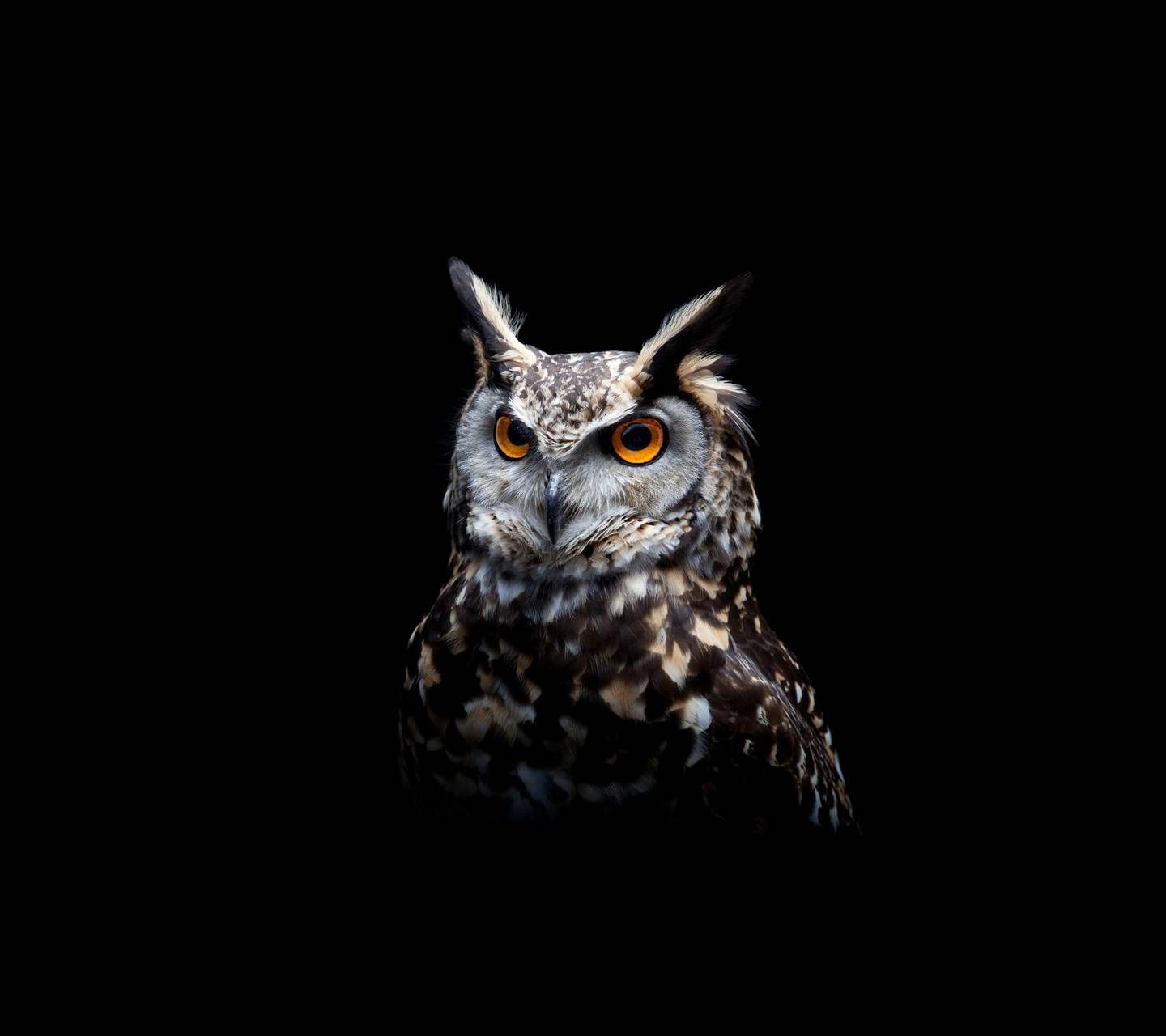 Owl Wallpaper by ZEDGE™