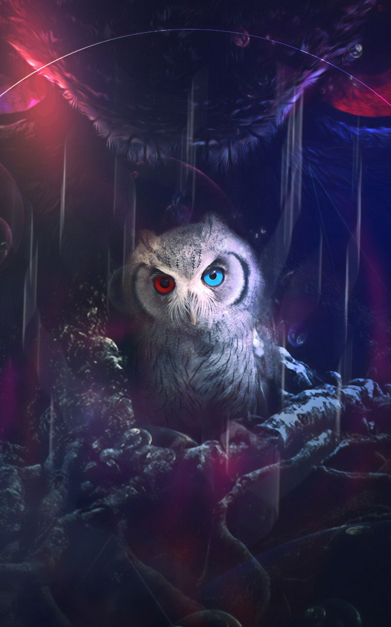 Owl 8k Nexus Samsung Galaxy Tab Note Android Tablets HD 4k Wallpaper, Image, Background, Photo and Picture