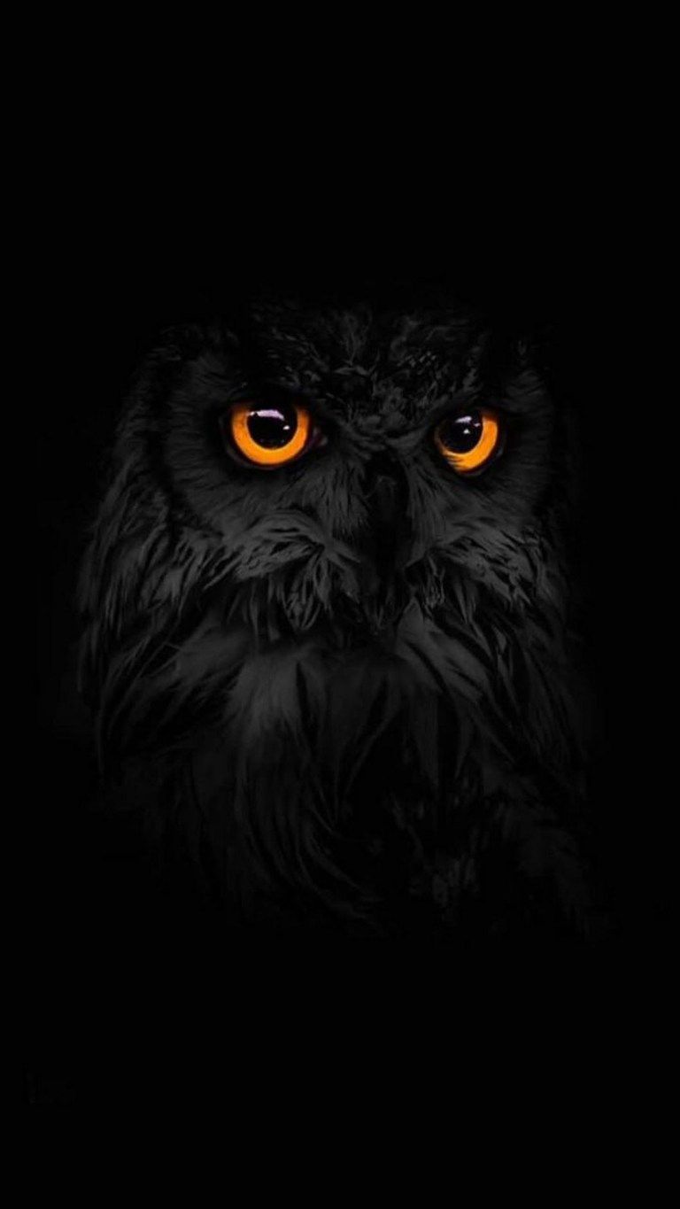 Samsung Galaxy S20 Dark Owl Wallpaper Download Free