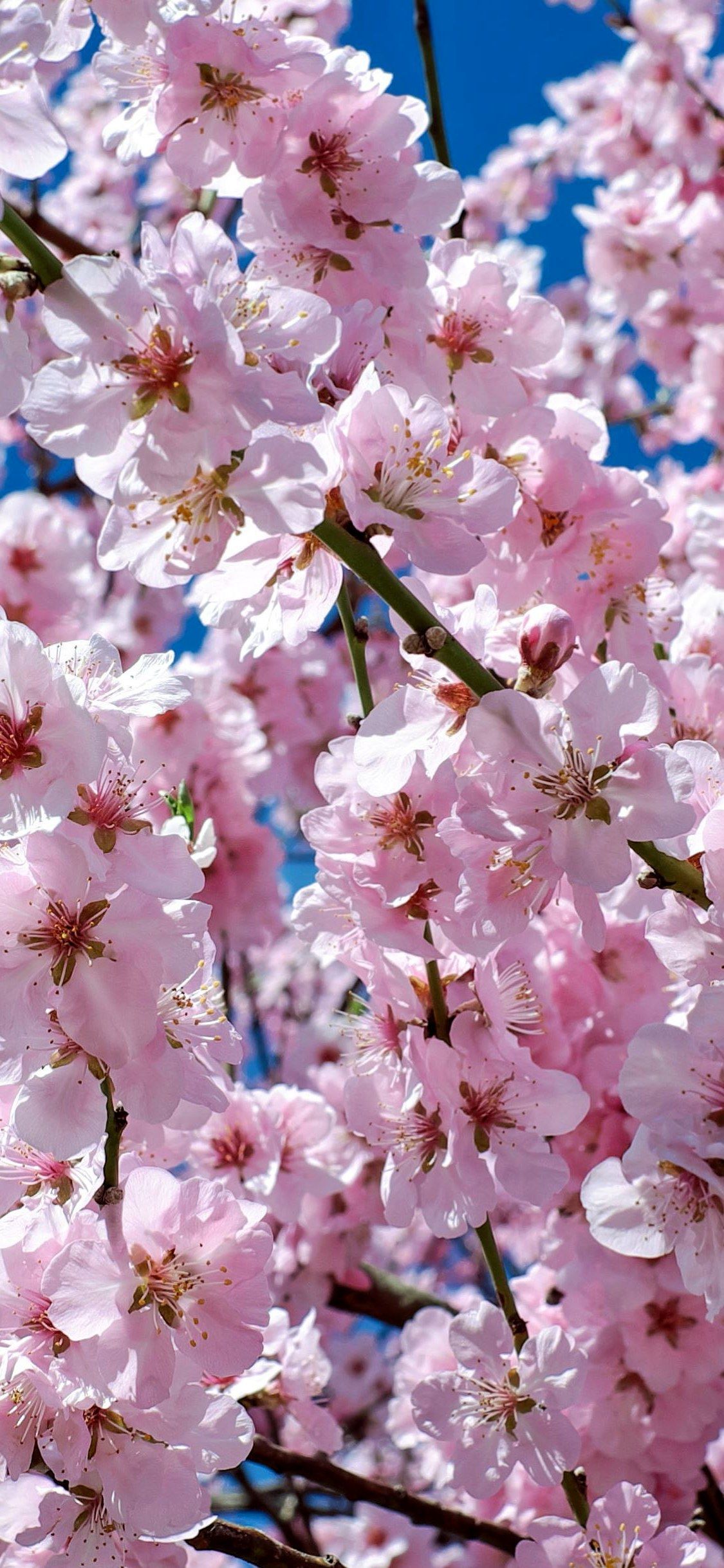 japanese cherry trees flowers pink tree wallpaper iPhone X Wallpaper. Tree wallpaper iphone, Japanese cherry tree, Cherry blossom wallpaper
