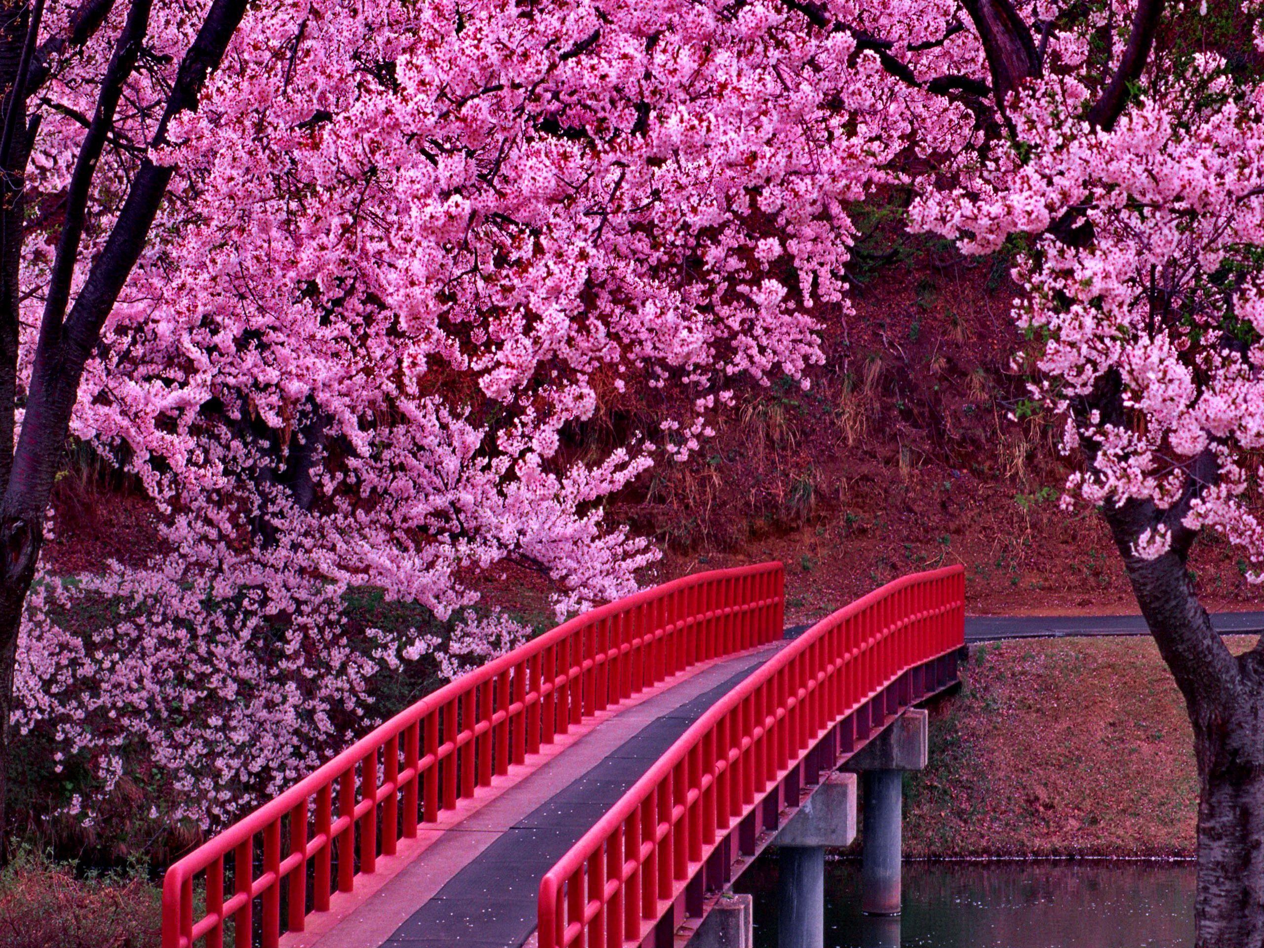 Japanese Pink Tree Aesthetic Wallpapers Wallpaper Cave