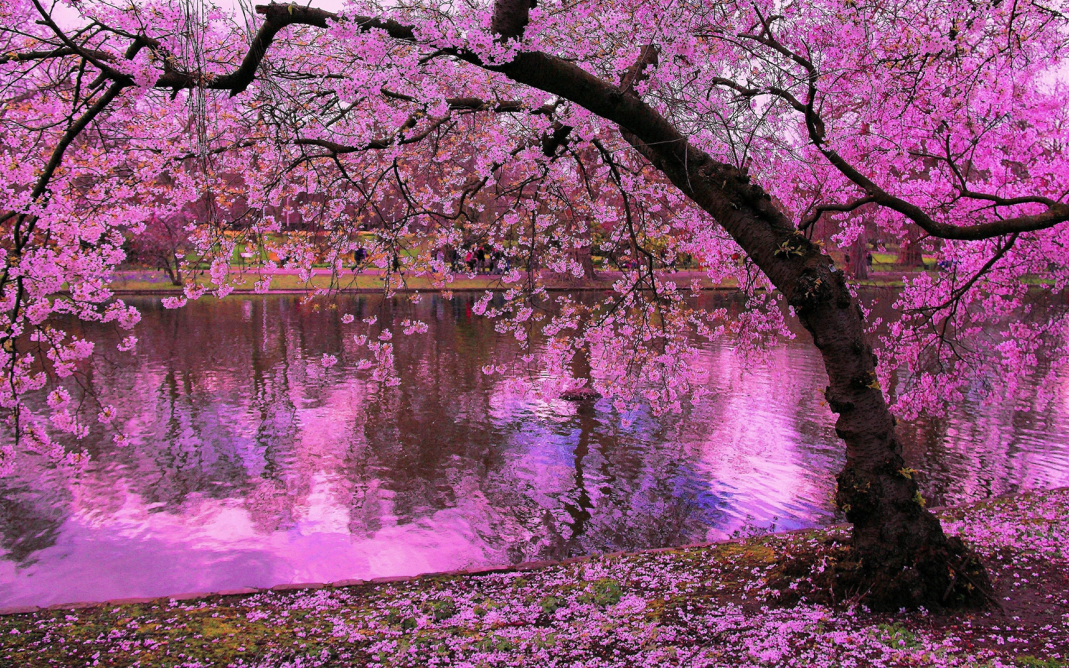 Japanese Pink Tree