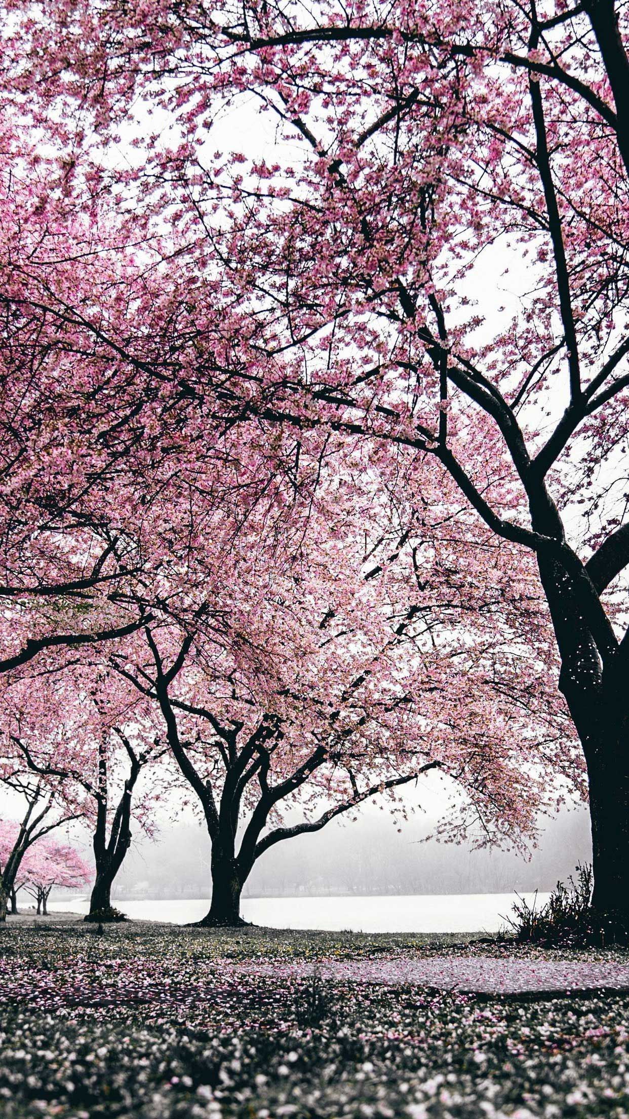 iPhone Wallpaper Sakura trees flowering HD. Sakura tree, Wallpaper nature flowers, Tree wallpaper iphone