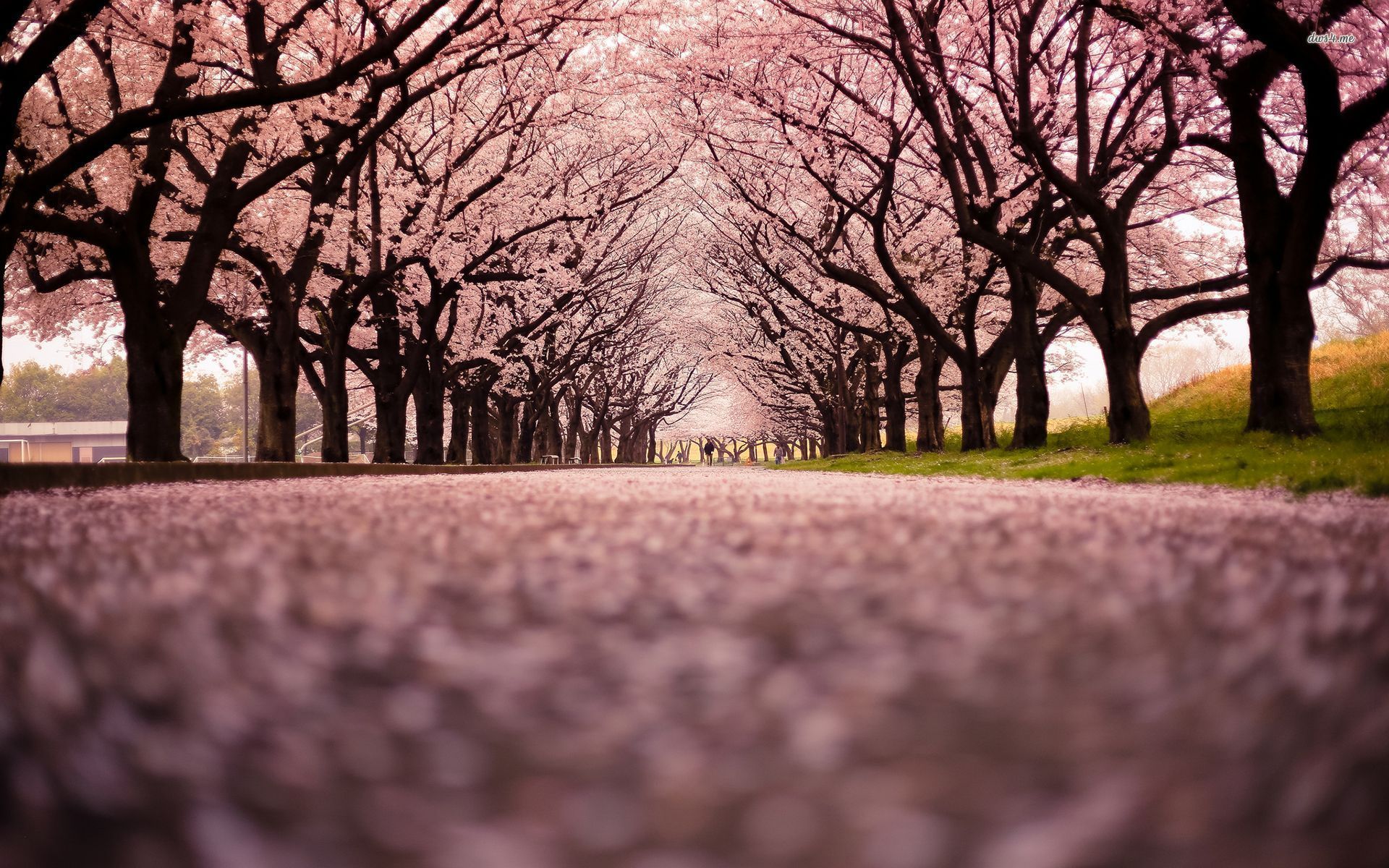 Japan Pink Trees Wallpaper