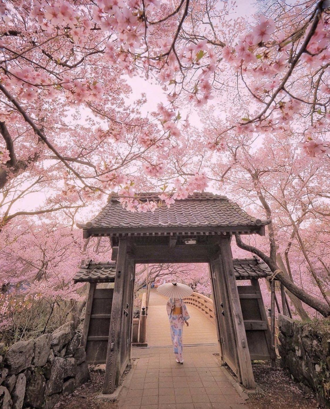 11:11 on Twitter. Cherry blossom japan, Cherry blossom wallpaper, Aesthetic japan