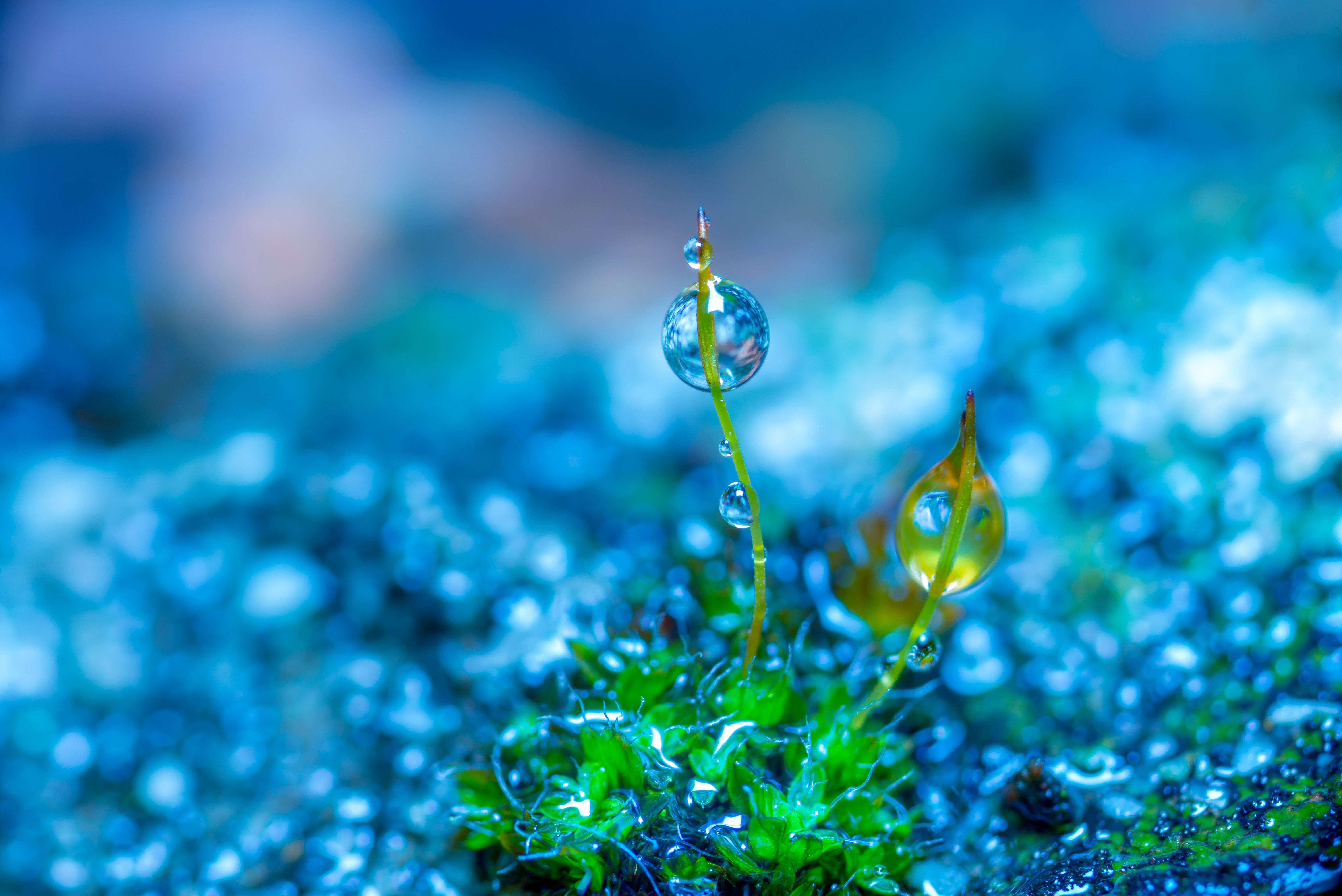 Wallpaper, 6016x4016 px, blue, colorful, depth of field, green, macro, nature, photo manipulation, plants, water drops 6016x4016