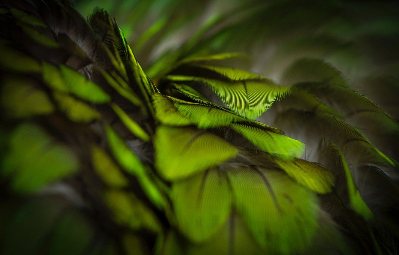Wallpaper green, Macro, feathers, green, dark Wallpaper image for desktop, section макро