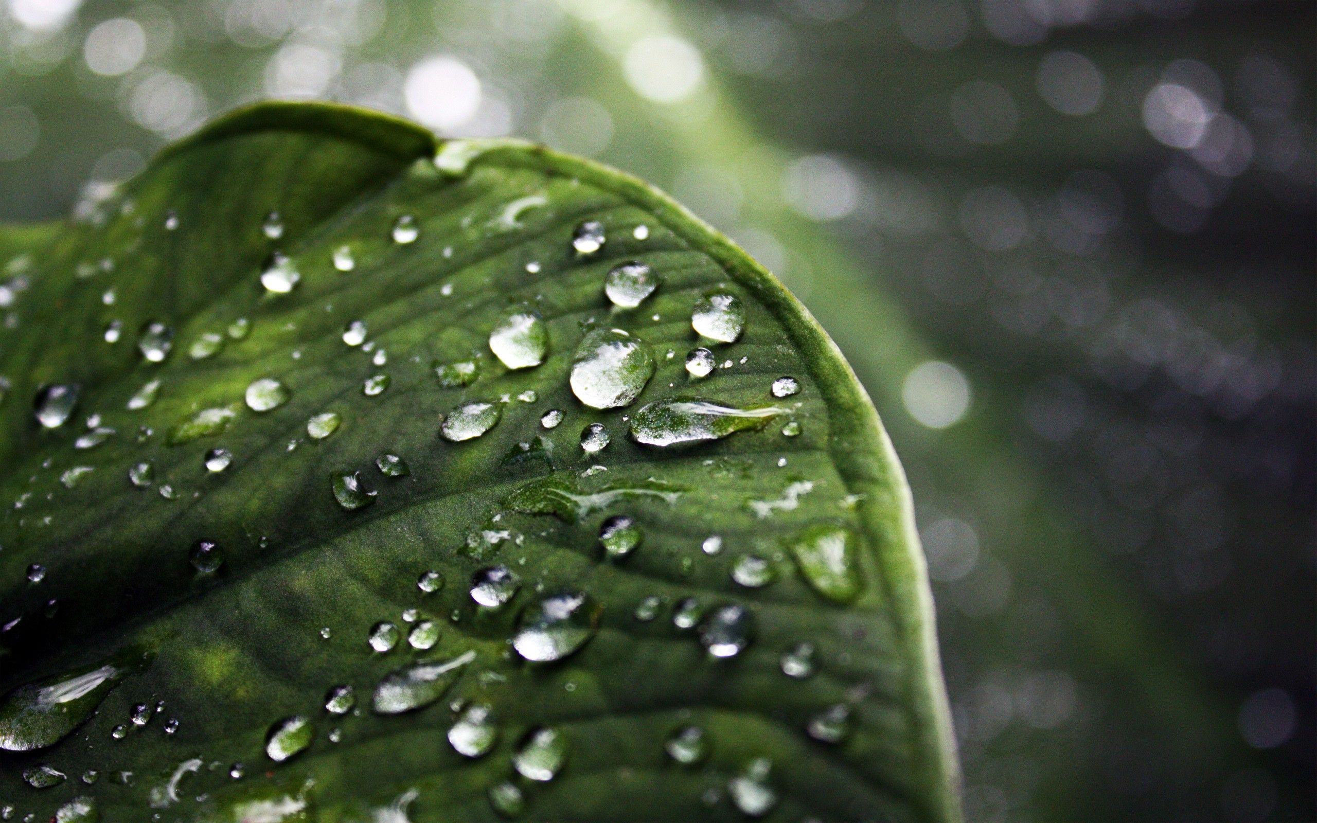 nature, Leaves, Green, Water Drops, Macro Wallpaper HD / Desktop and Mobile Background