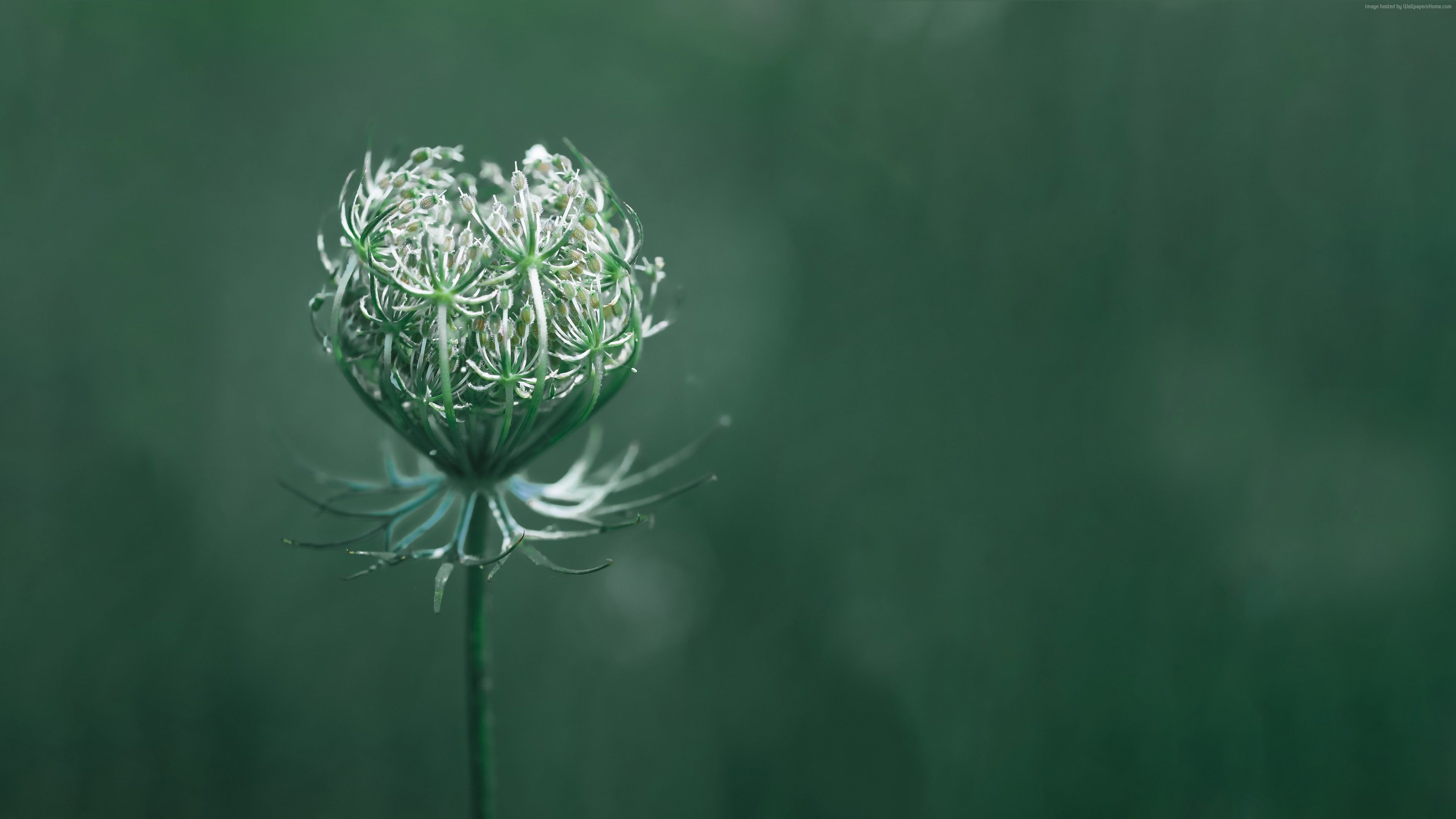 Wallpaper flower, green, macro, 10K, Nature Wallpaper Download Resolution 4K Wallpaper