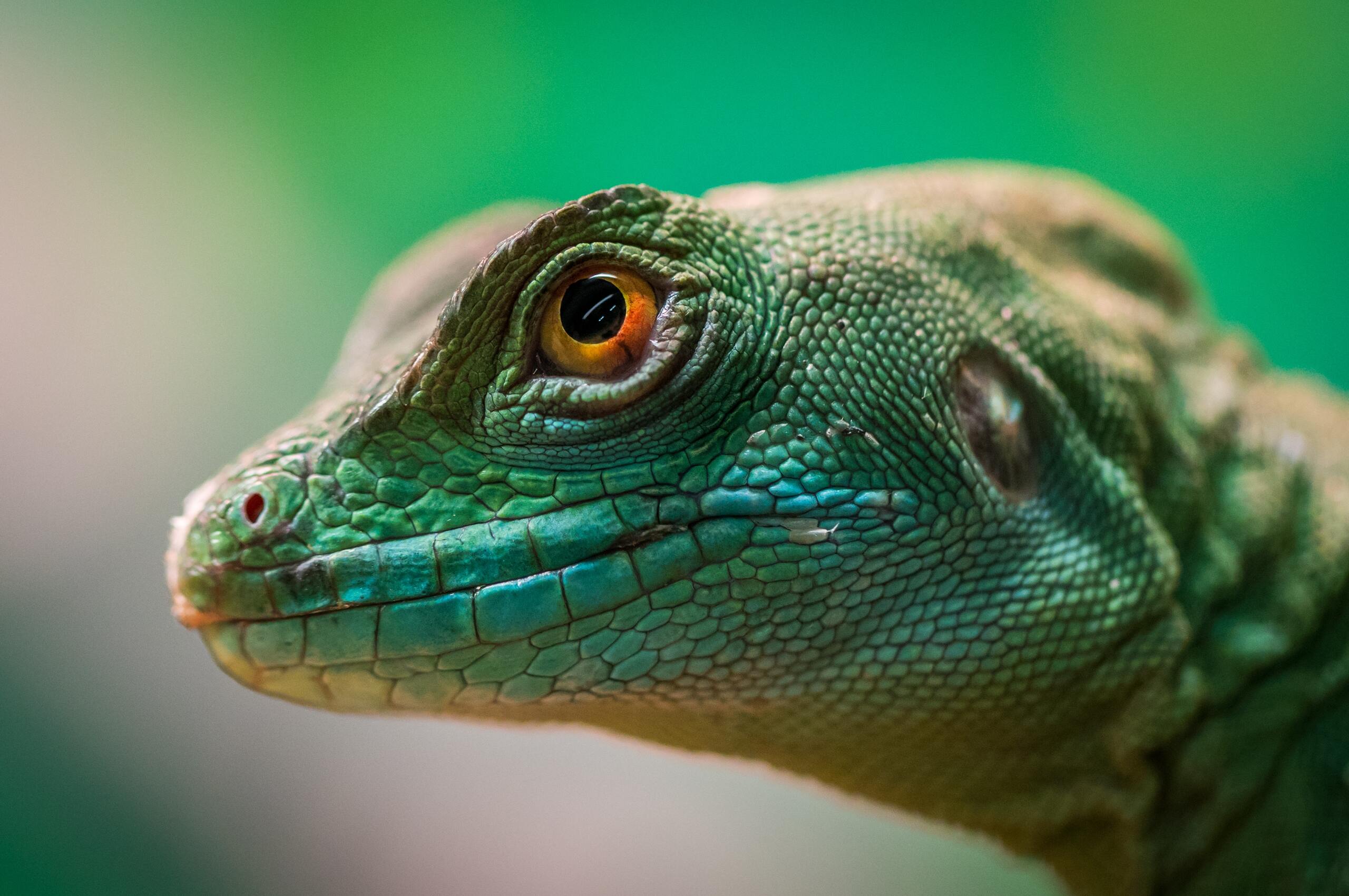 Green Lizard Reptile Macro 4k Chromebook Pixel HD 4k Wallpaper, Image, Background, Photo and Picture