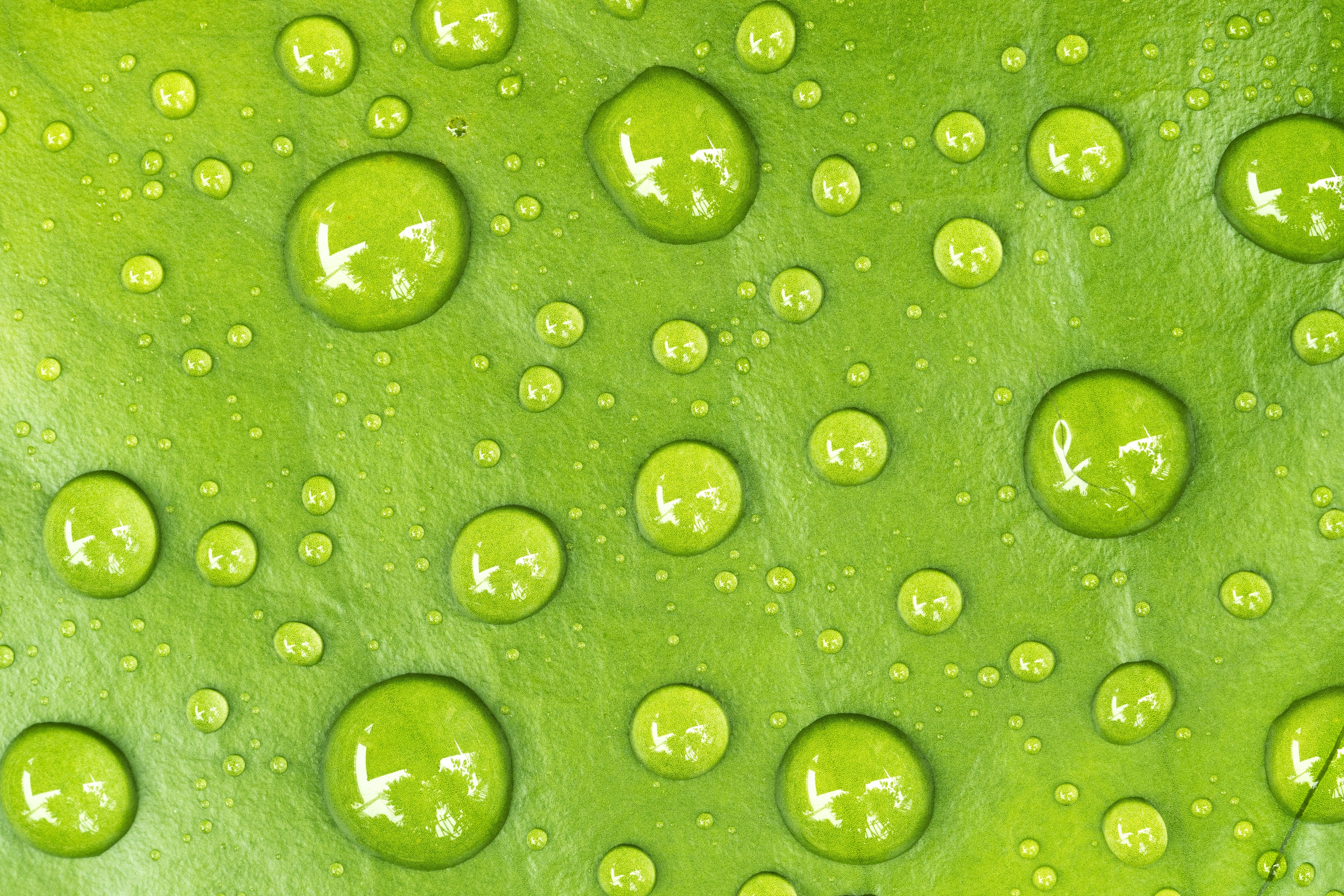 Green, Macro, Water Drop, Nature wallpaper