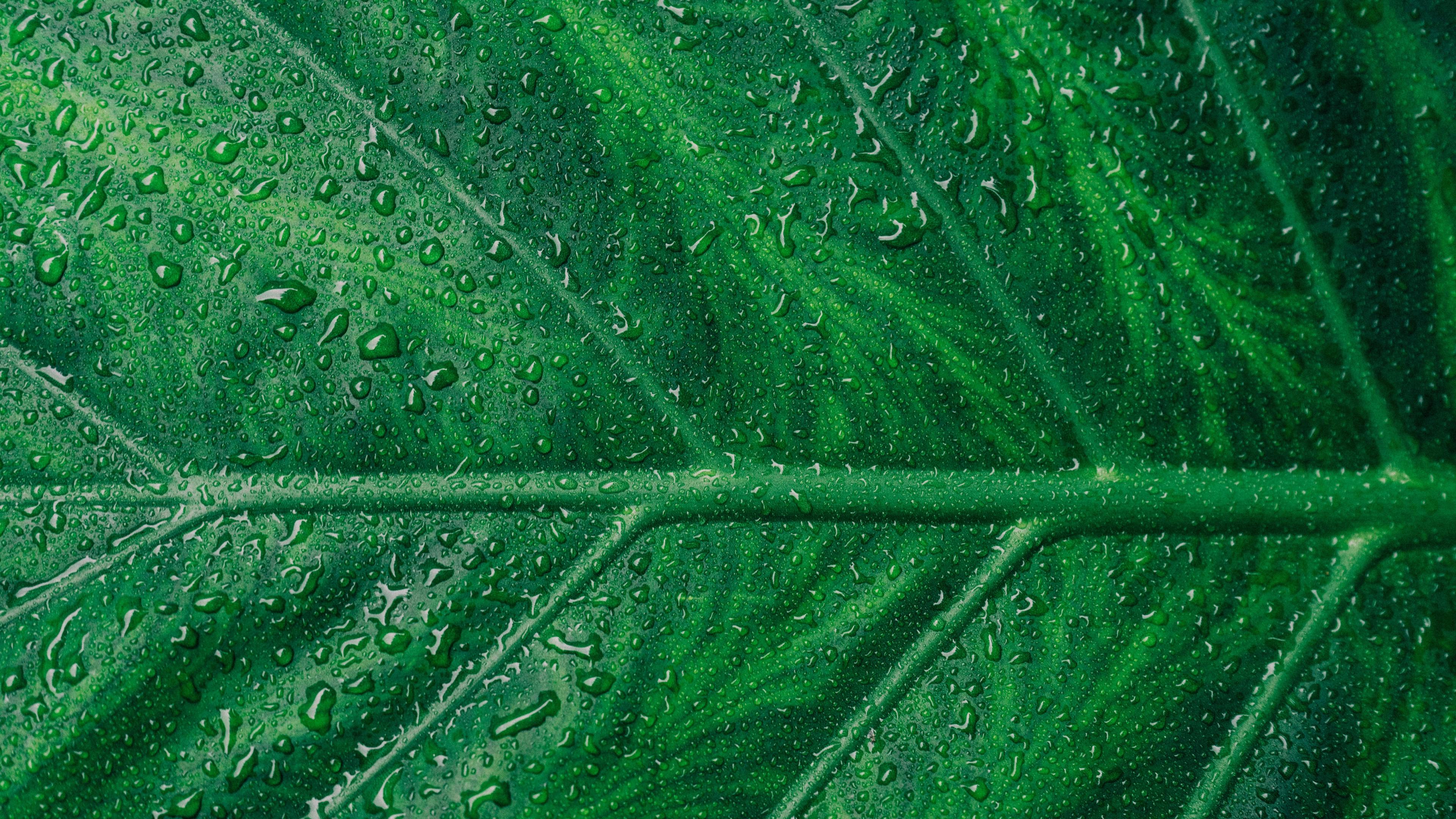 Wallpaper 4k Droplets On Green Leaf Macro 4k 4k Wallpaper, 5k Wallpaper, Hd Wallpaper, Leaf Wallpaper, Macro Wallpaper, Macro Wallpaperdrops Wallpaper, Water Wallpaper